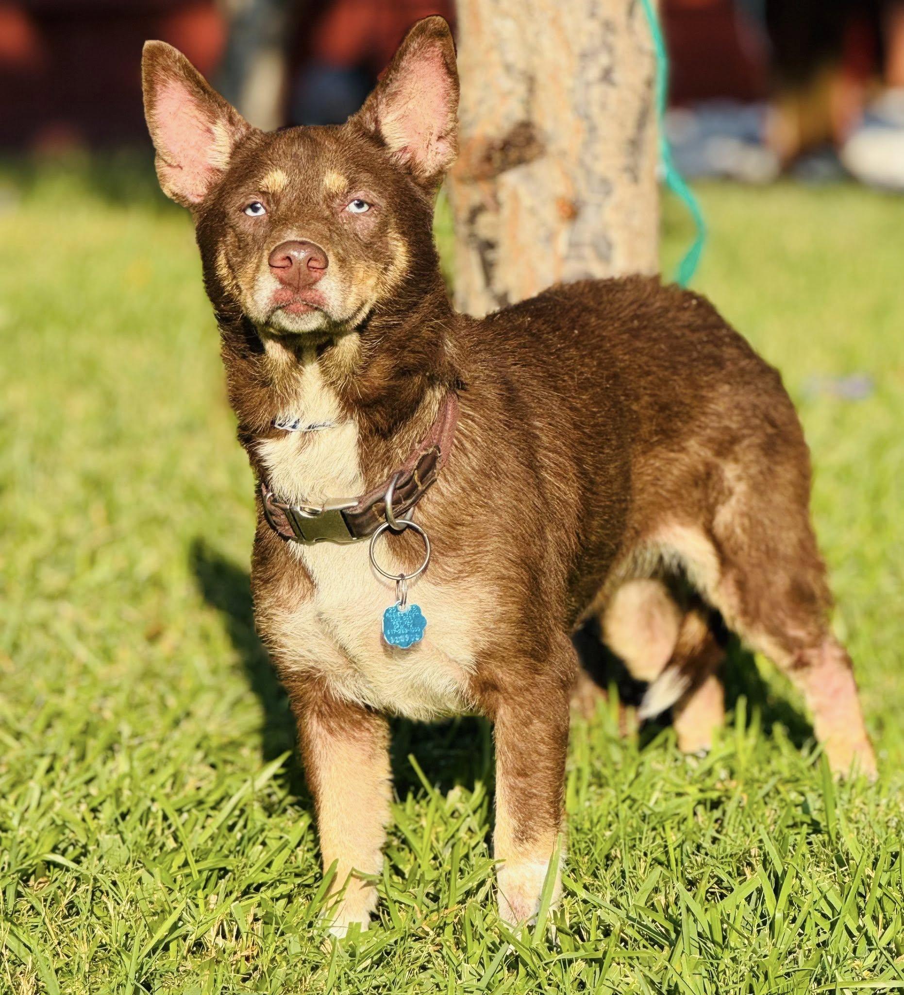 Ruby — thumbnail 2