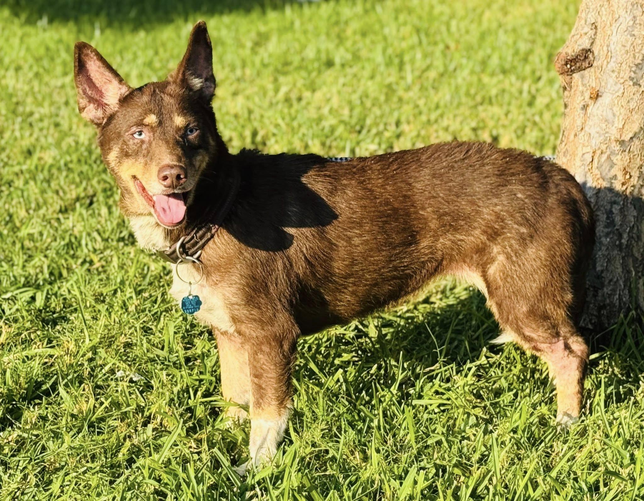 Ruby — thumbnail 4