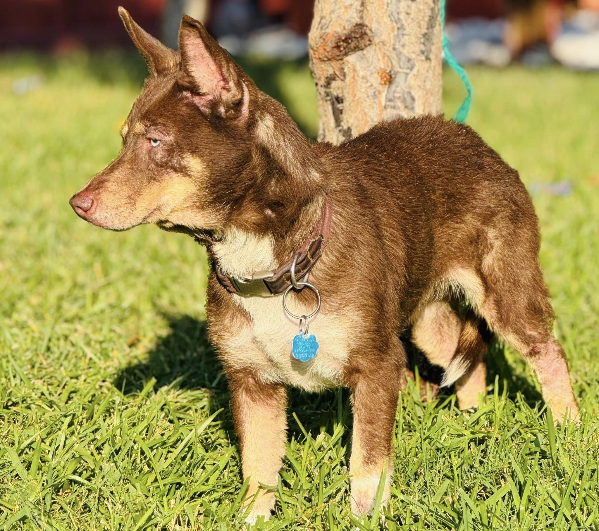 Ruby — thumbnail 5