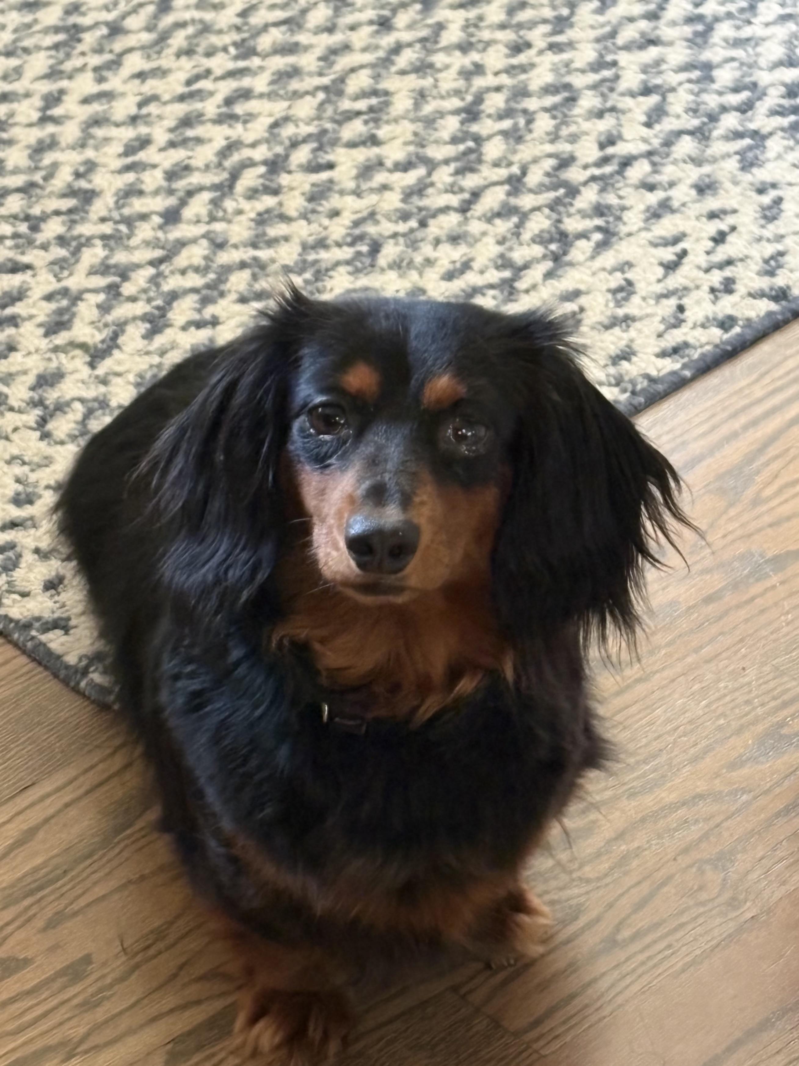 Enlarge Clementine, a Adopted Dachshund (Long Haired) in Orland Park, IL image 6/6