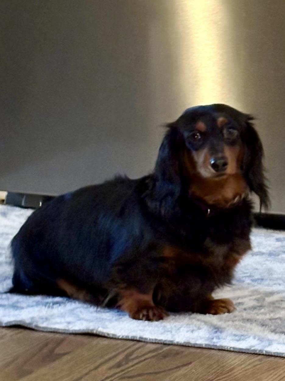 Enlarge Clementine, a Adopted Dachshund (Long Haired) in Orland Park, IL image 4/6