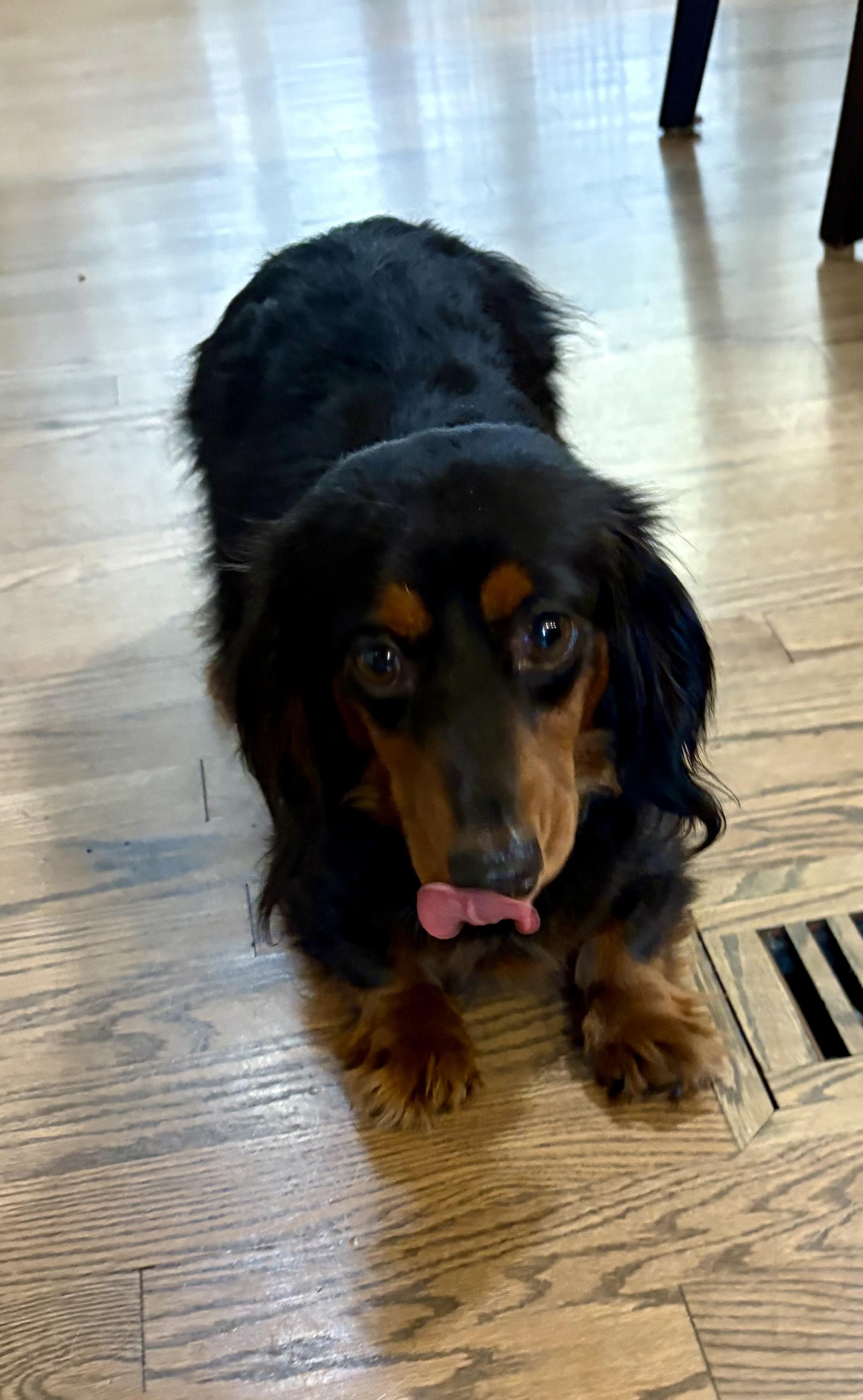 Enlarge Clementine, a Adopted Dachshund (Long Haired) in Orland Park, IL image 2/6