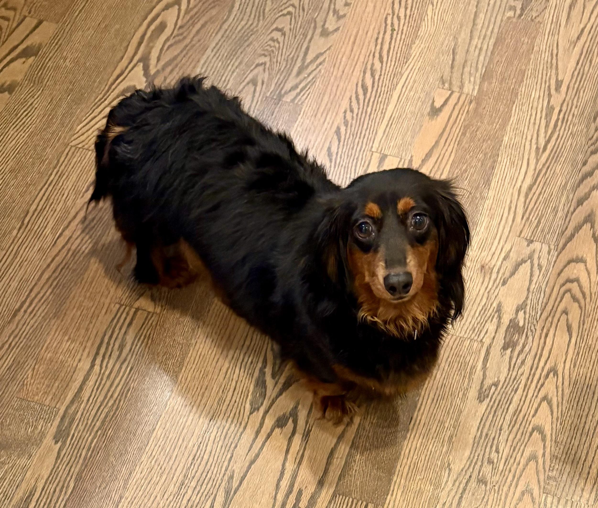Enlarge Clementine, a Adopted Dachshund (Long Haired) in Orland Park, IL image 3/6