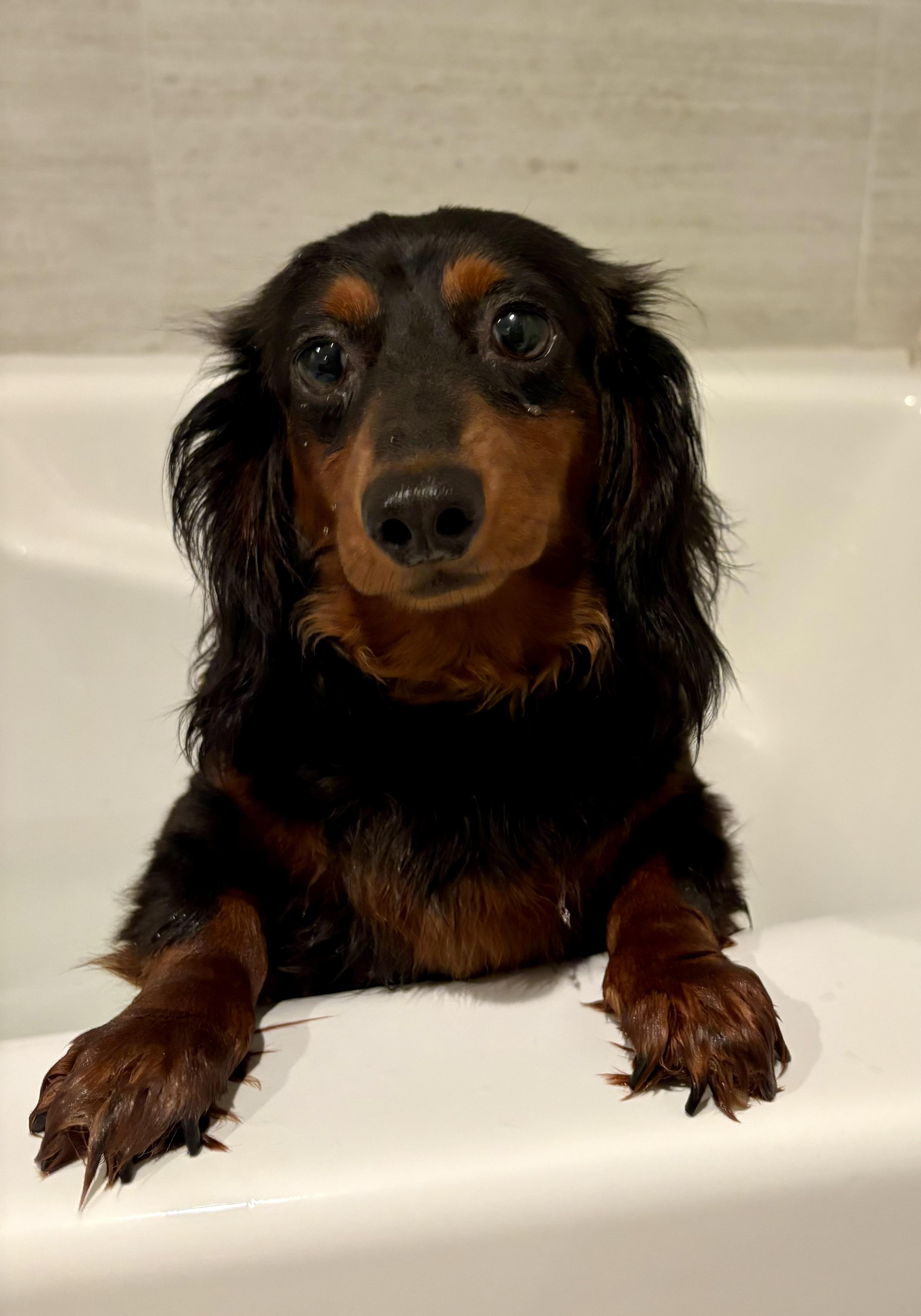 Enlarge Clementine, a Adopted Dachshund (Long Haired) in Orland Park, IL image 1/6