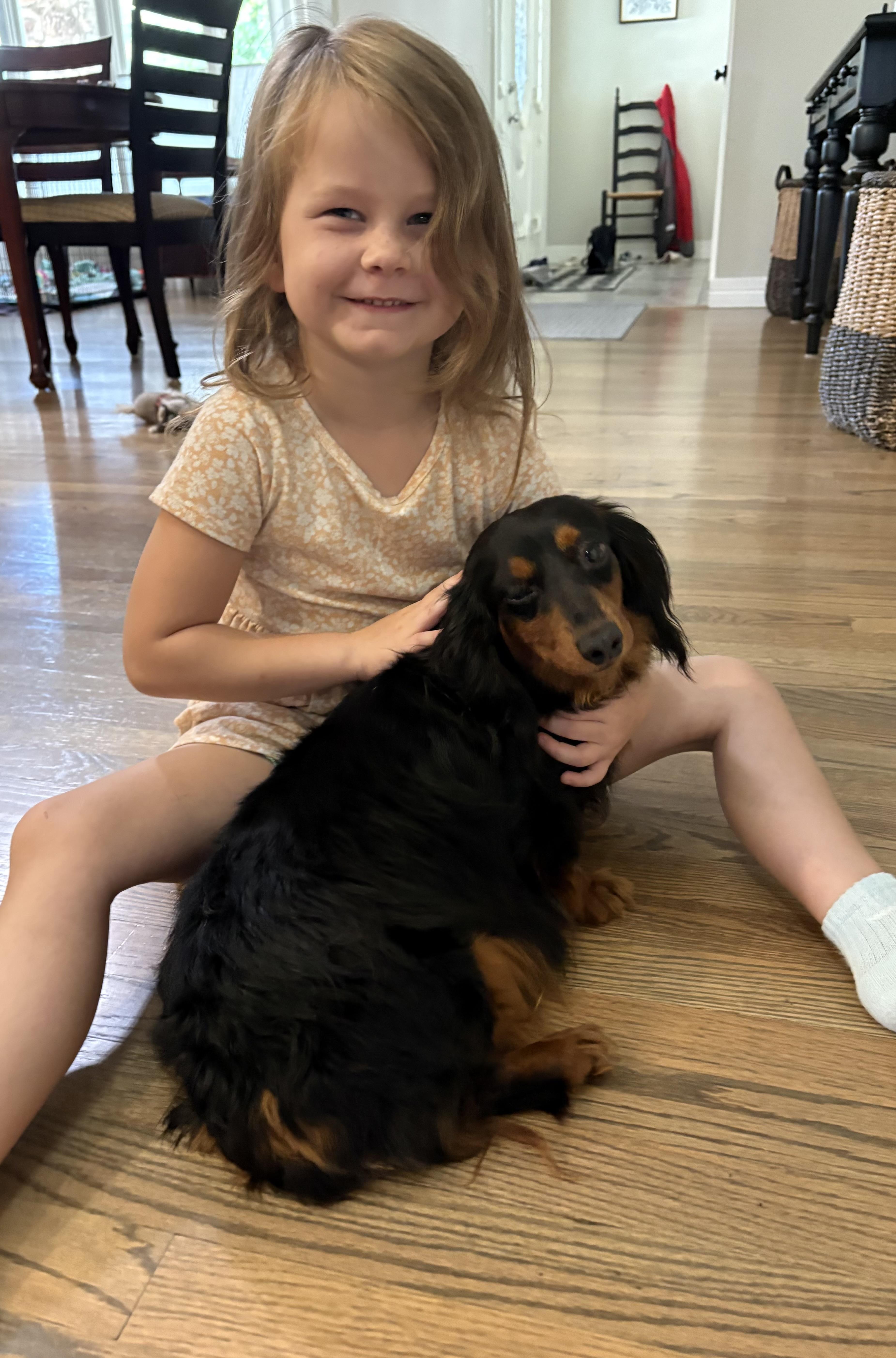 Enlarge Clementine, a Adopted Dachshund (Long Haired) in Orland Park, IL image 5/6