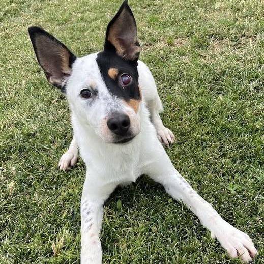Enlarge Target, a Adoptable mixed breed in Los Banos, CA image 2/2