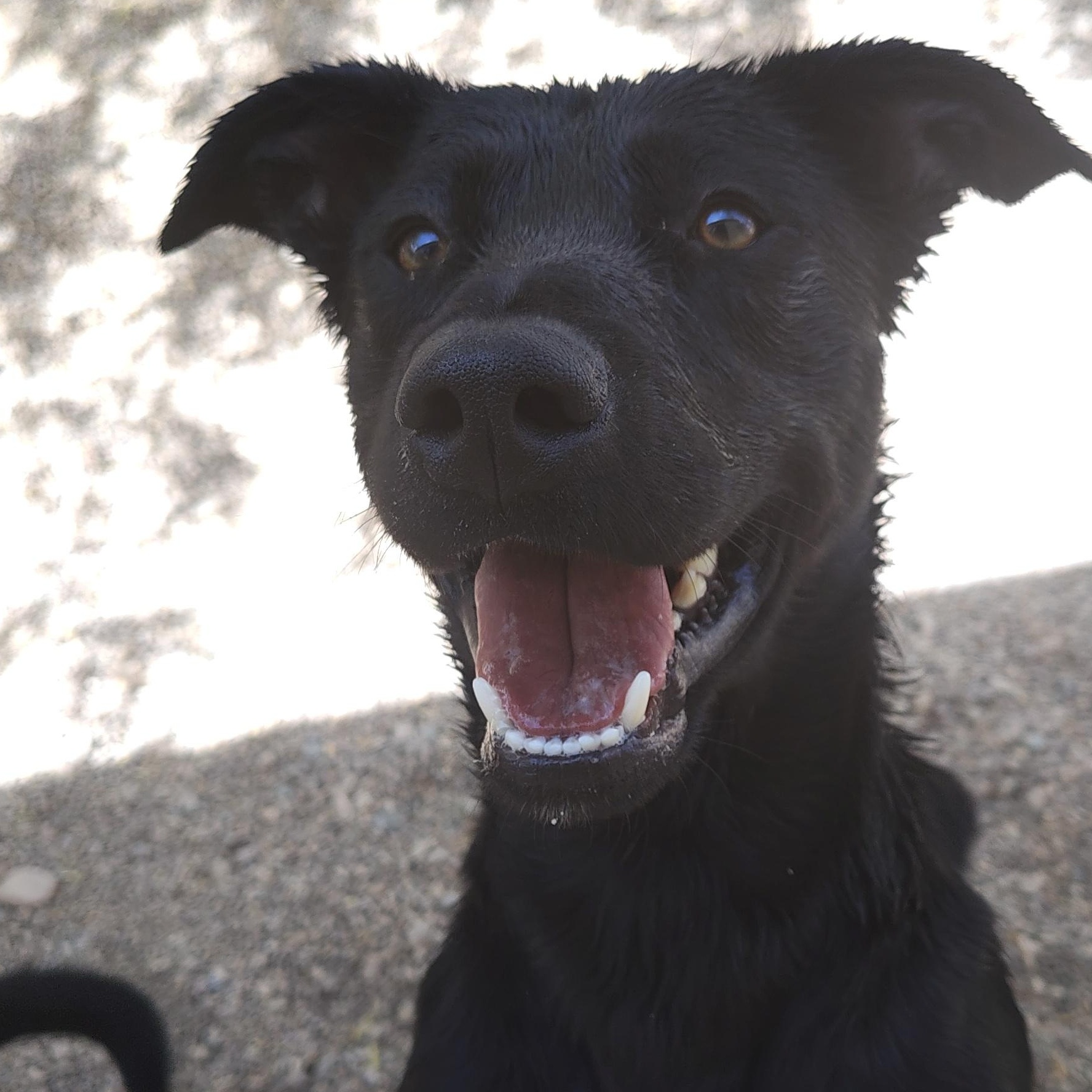 Louie, an adoptable Labrador Retriever, Border Collie in Parker, AZ, 85344 | Photo Image 1