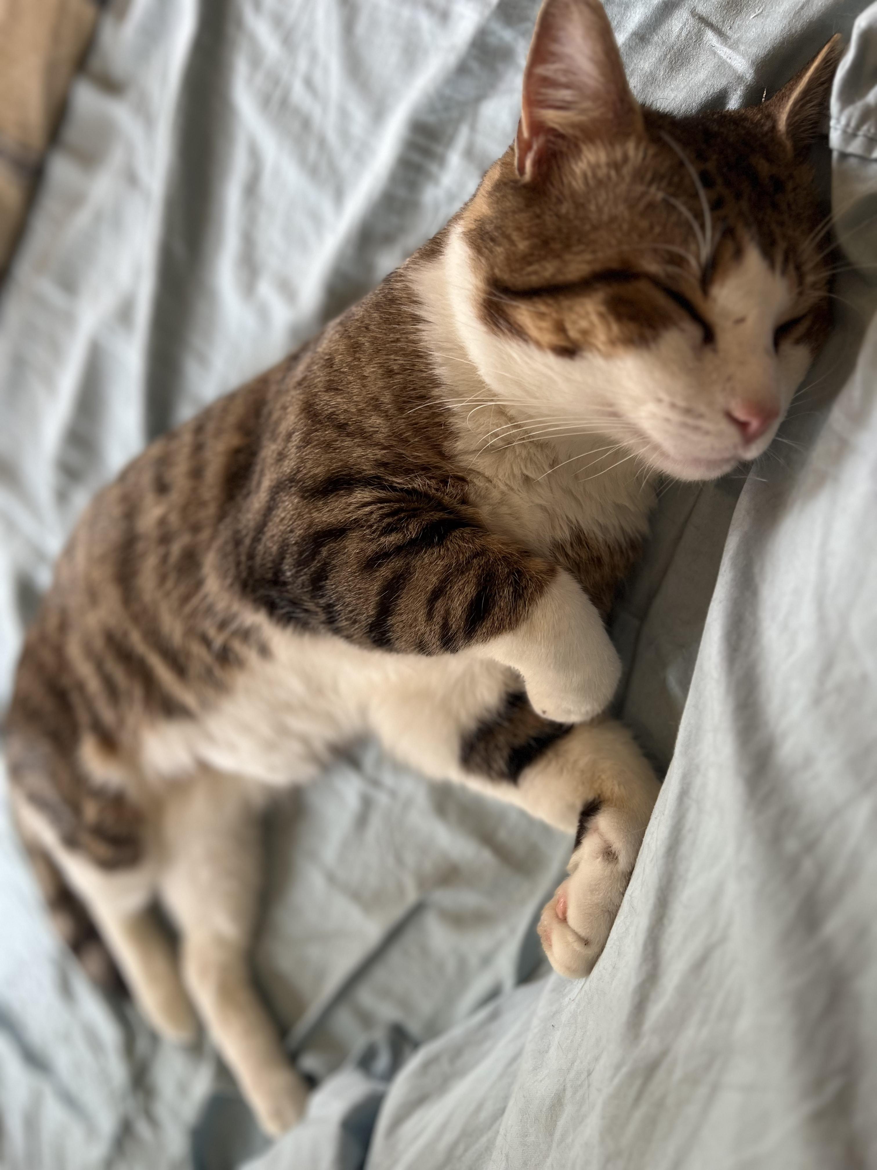 Mr. Chuckles ~ Loaf of Love 3