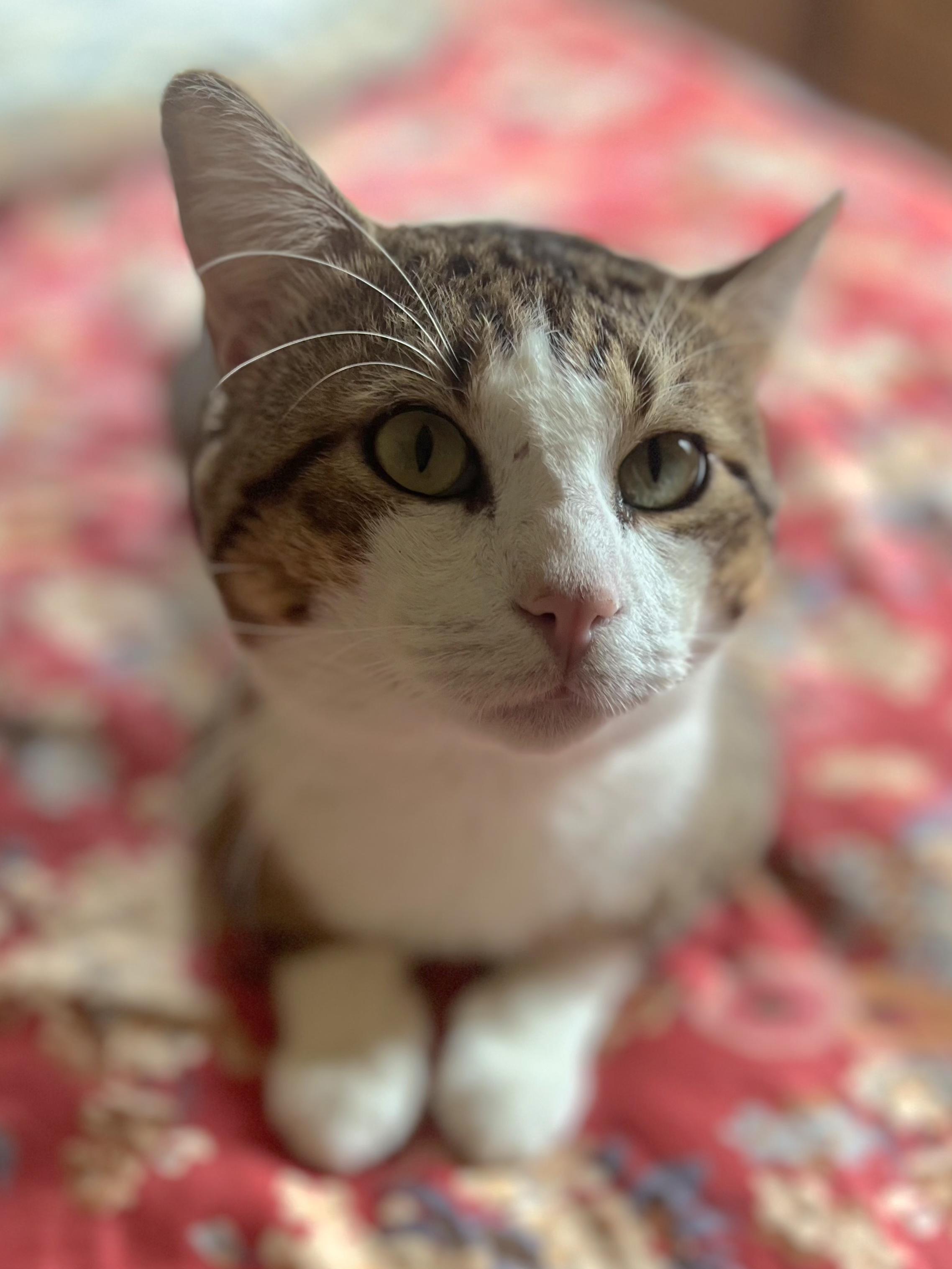 Mr. Chuckles ~ Loaf of Love