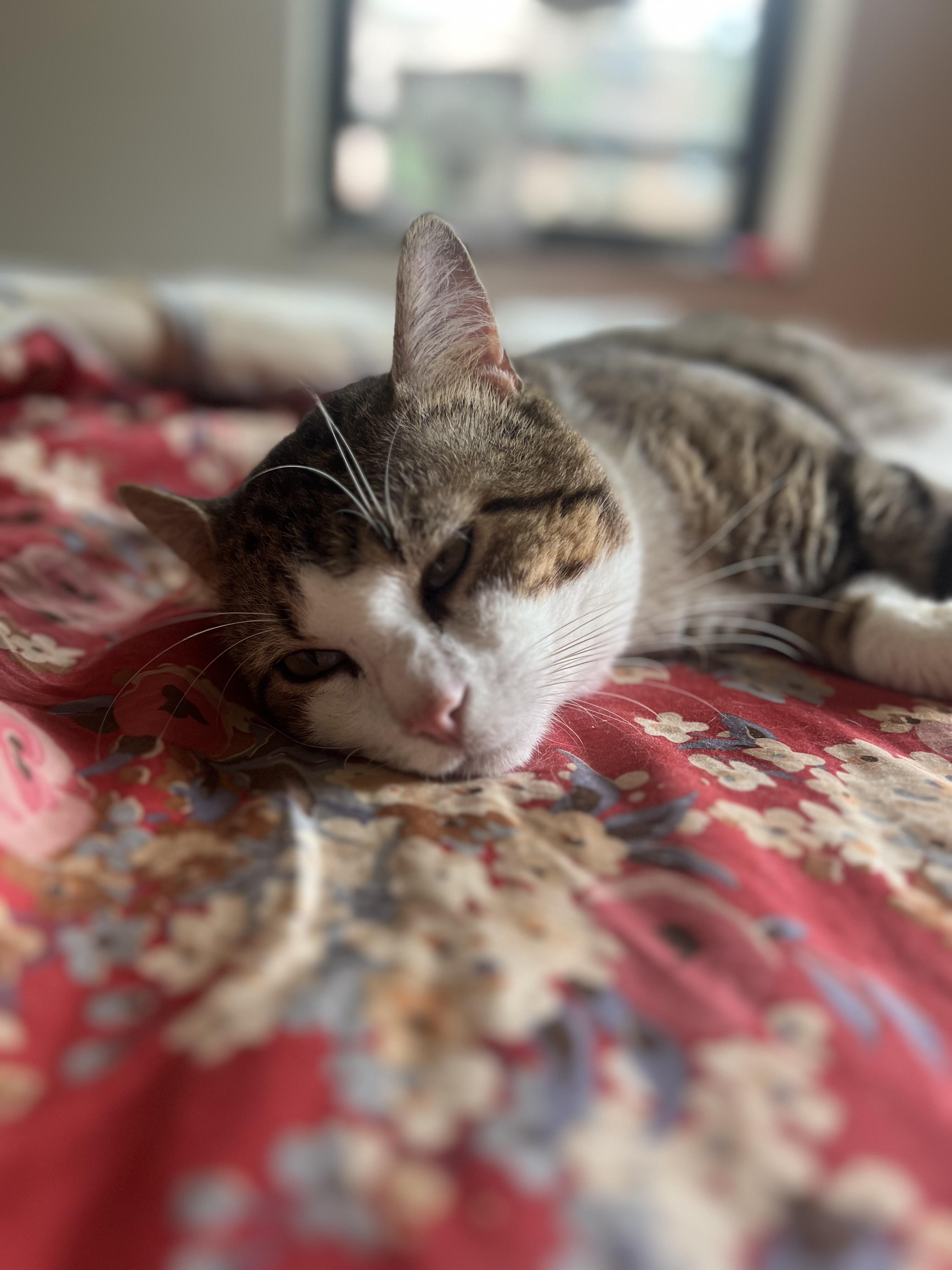 Mr. Chuckles ~ Loaf of Love 4