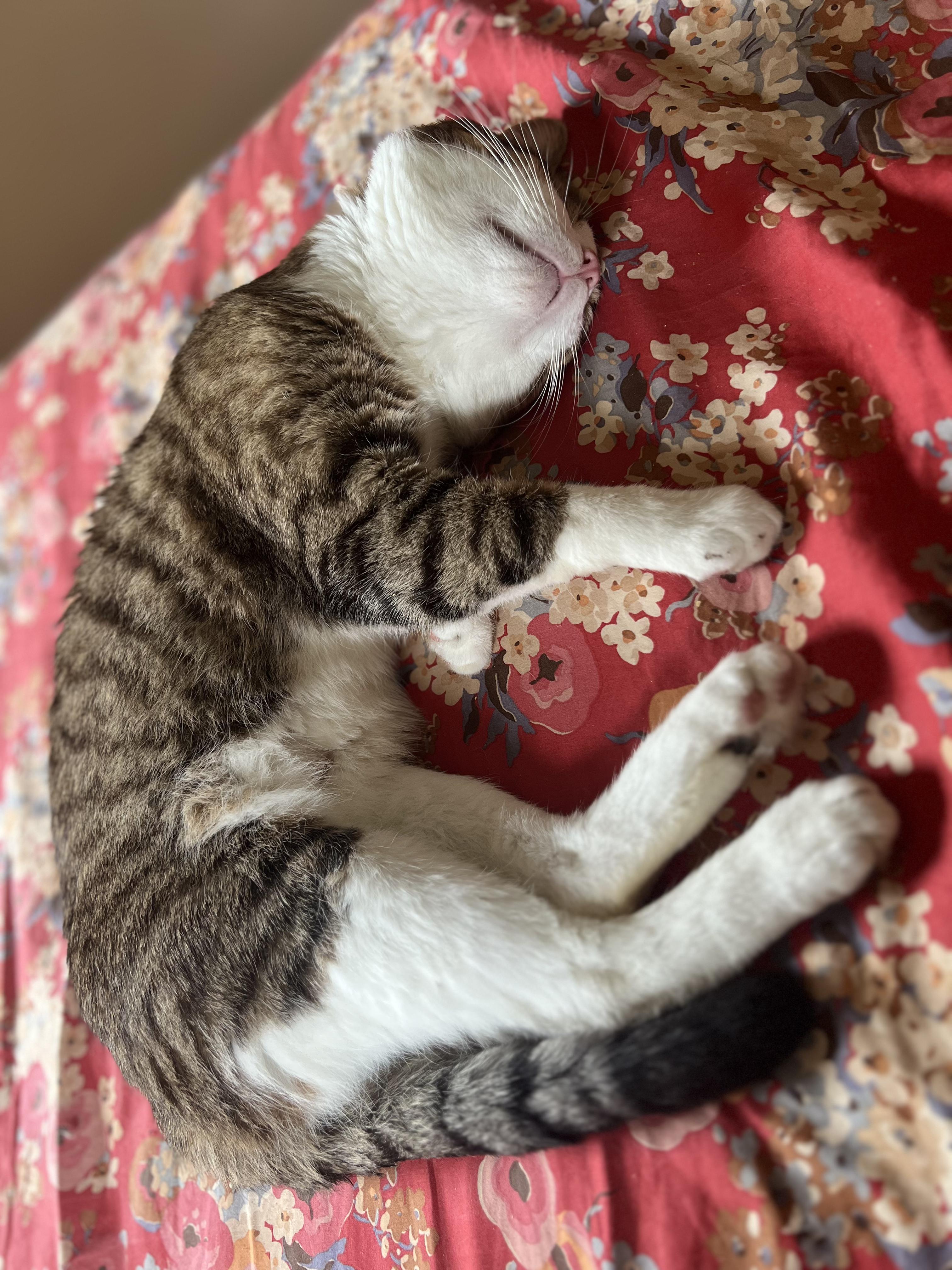 Mr. Chuckles ~ Loaf of Love