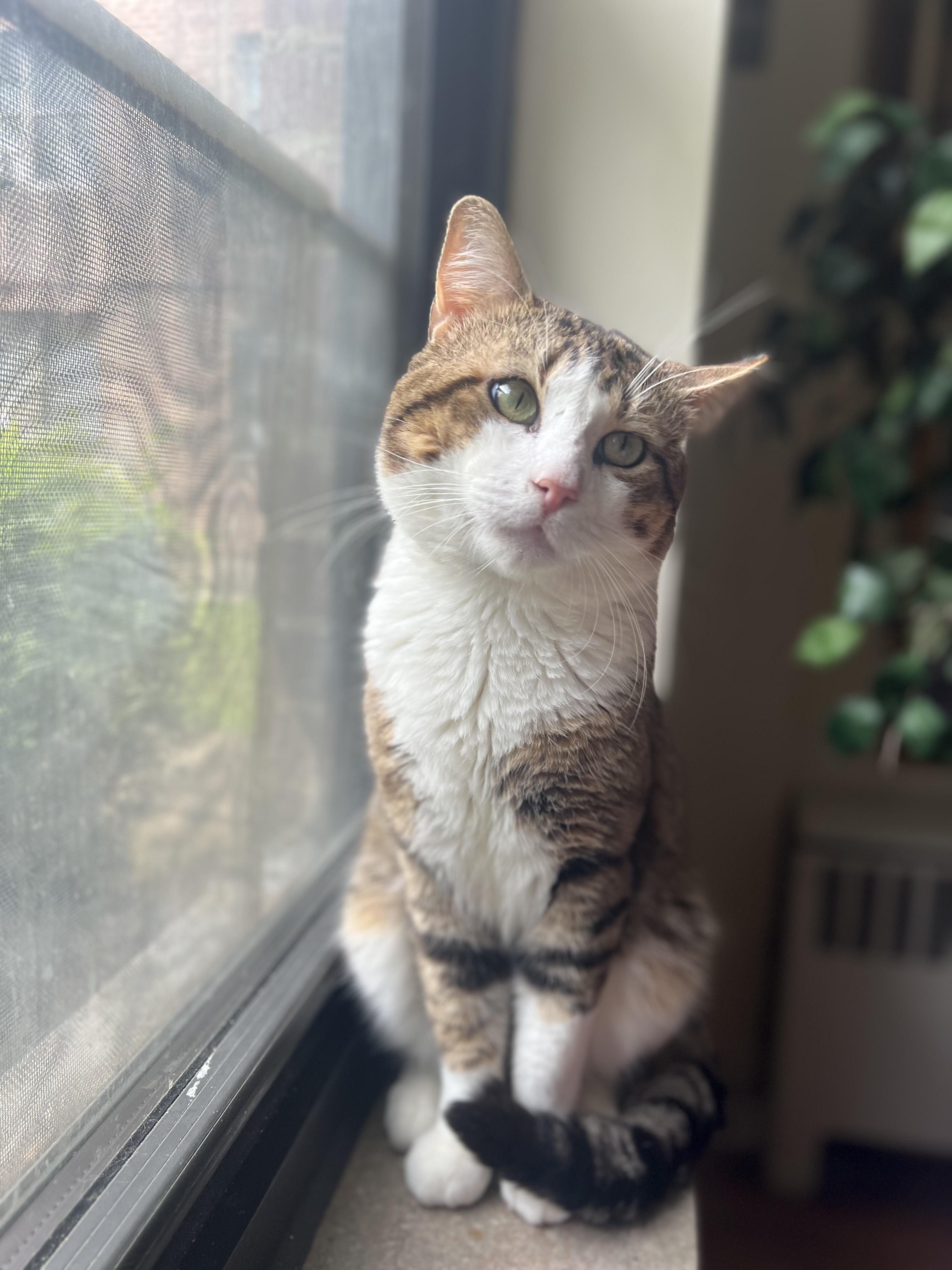 Mr. Chuckles ~ Loaf of Love 1