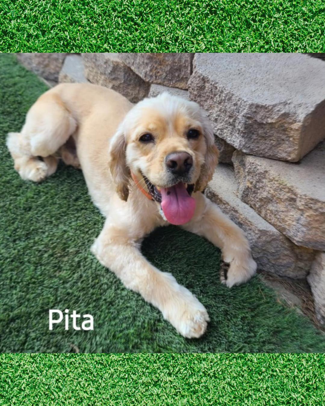 Enlarge Pita (Sweetest Cuddler!), a Adopted Cocker Spaniel in Thousand Oaks, CA image 6/6