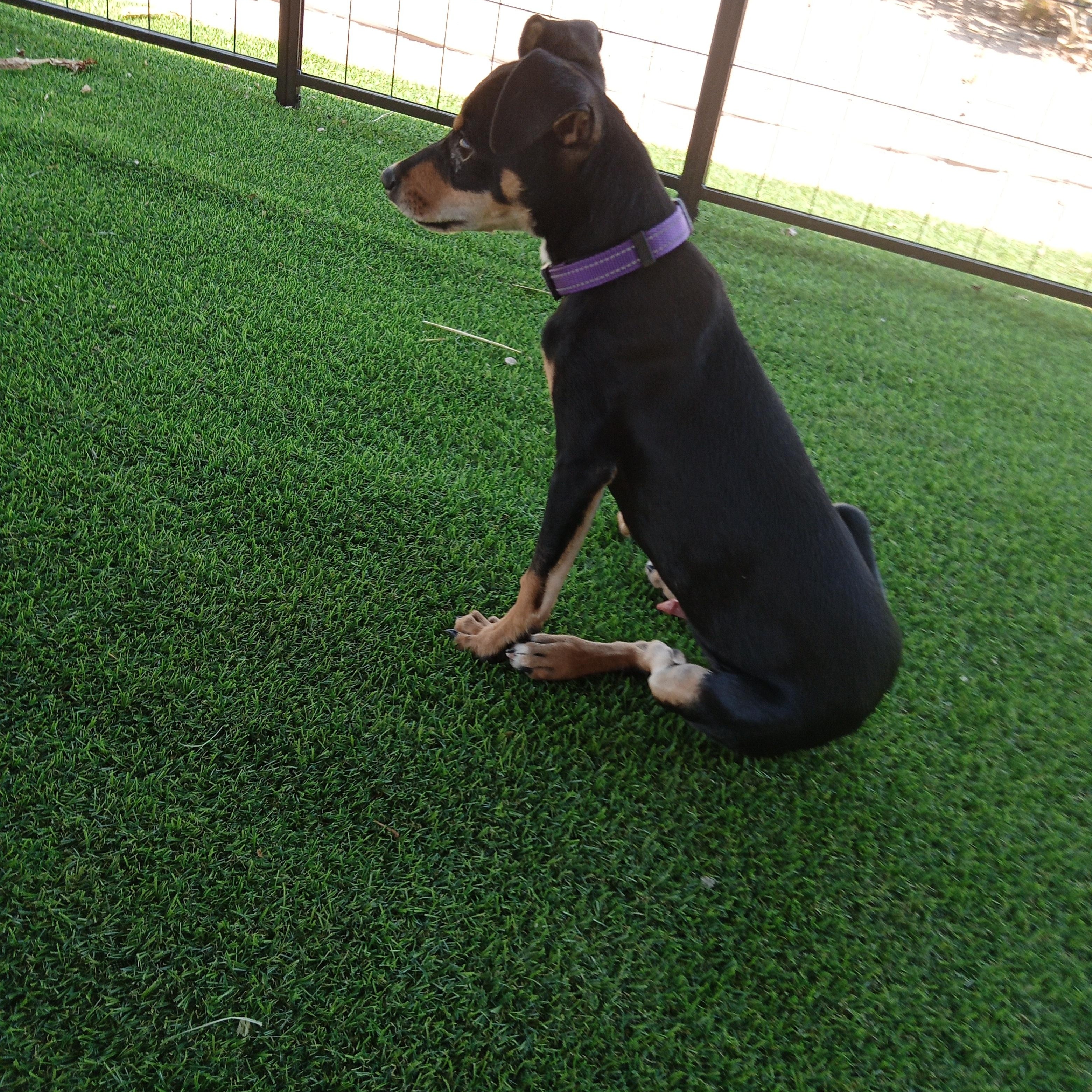 Enlarge Alfie, a ADOPTABLE Chihuahua in Albuquerque, NM image 2/2