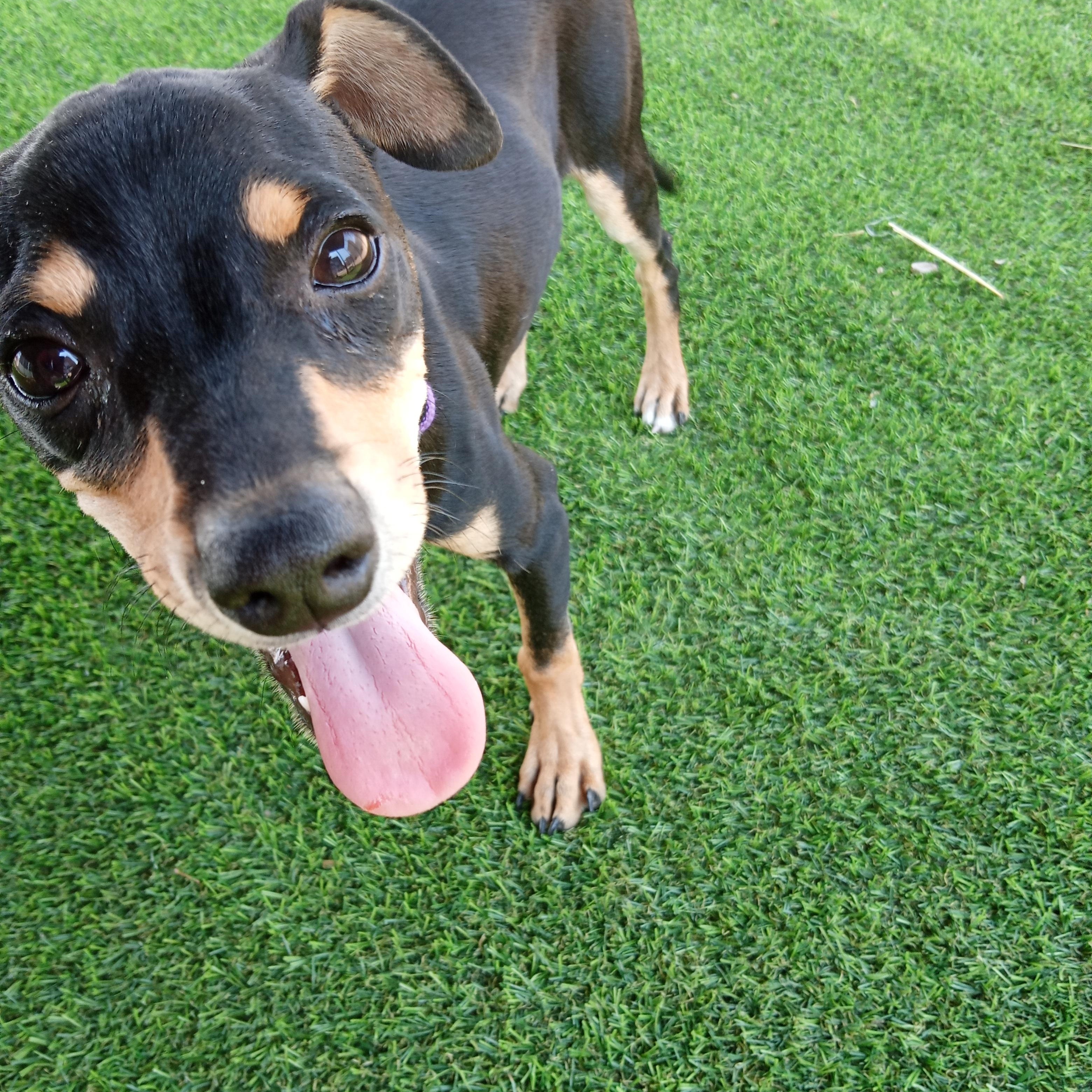 Enlarge Alfie, a ADOPTABLE Chihuahua in Albuquerque, NM image 1/2