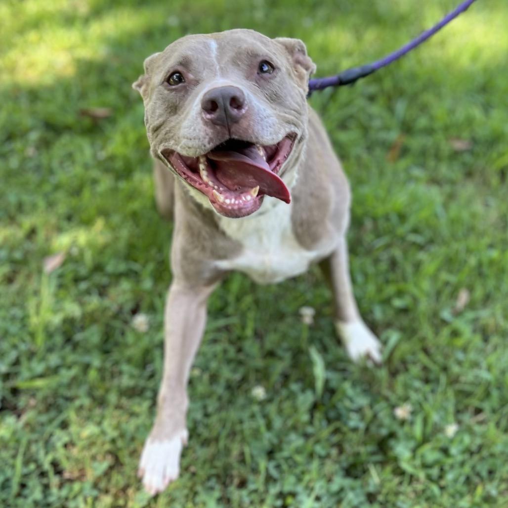 Indy, Adoptable, Senior Female Mixed Breed.