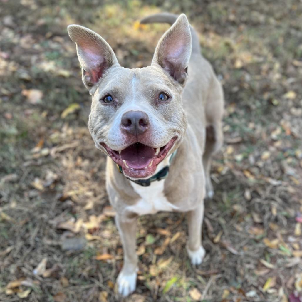 Indy, Adoptable, Senior Female Mixed Breed.