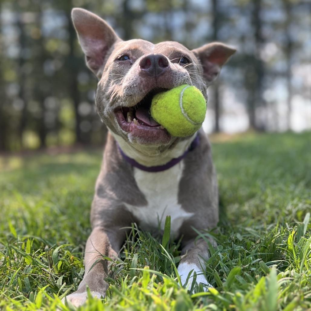 Indy, a Adoptable Mixed Breed in Simpsonville, SC image 2/6