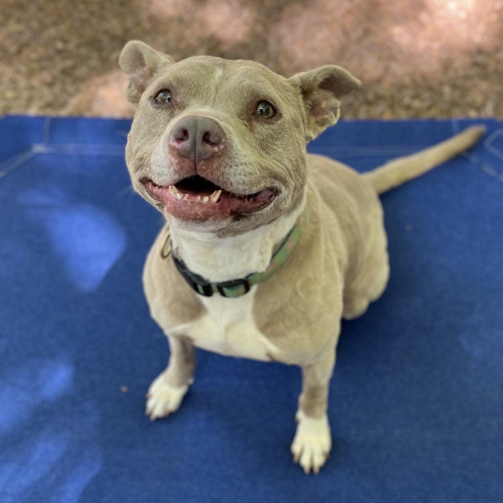 Enlarge Indy, a Adoptable Mixed Breed in Simpsonville, SC image 2/5