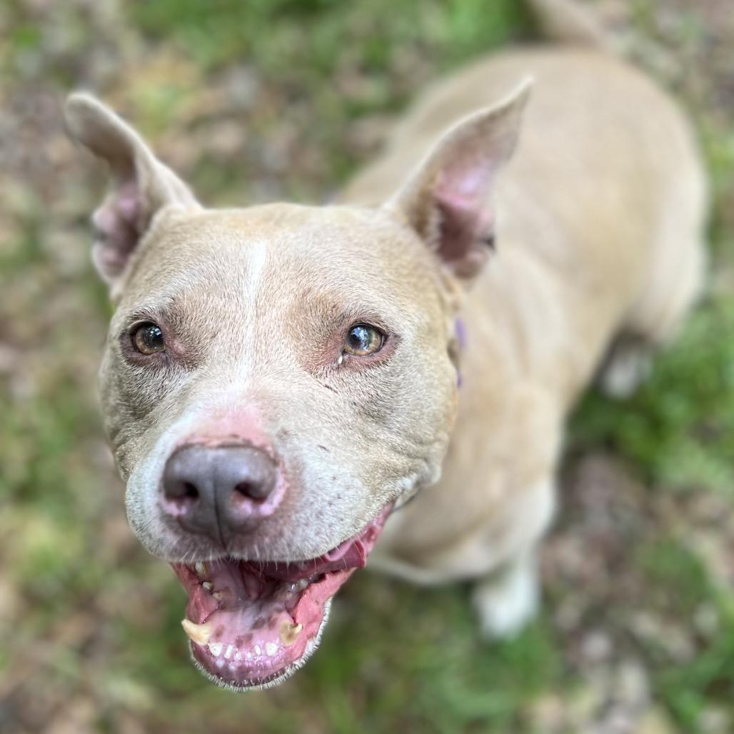 Indy, a Adoptable Mixed Breed in Simpsonville, SC image 2/6