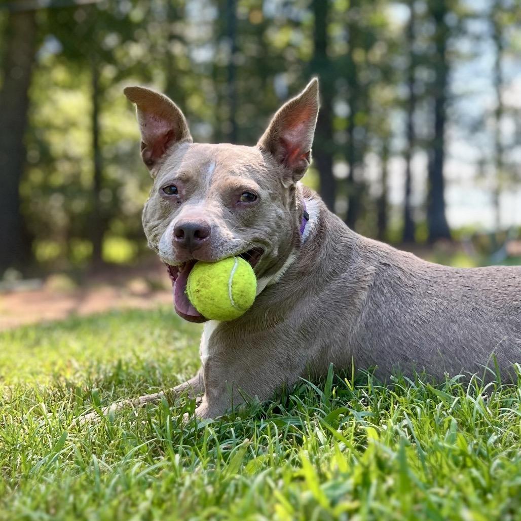 Indy, a Adoptable Mixed Breed in Simpsonville, SC image 2/3
