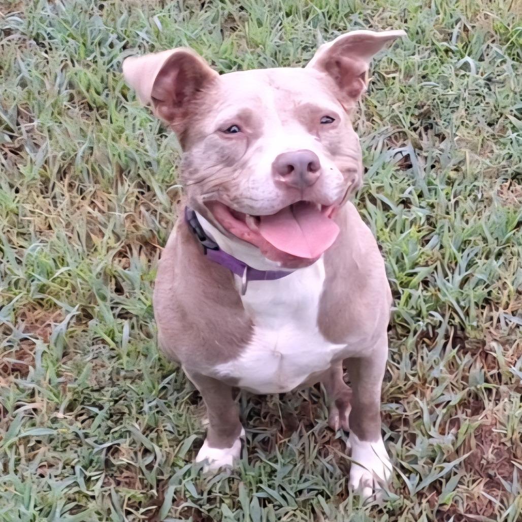 Indy, a Adoptable Mixed Breed in Simpsonville, SC image 3/6