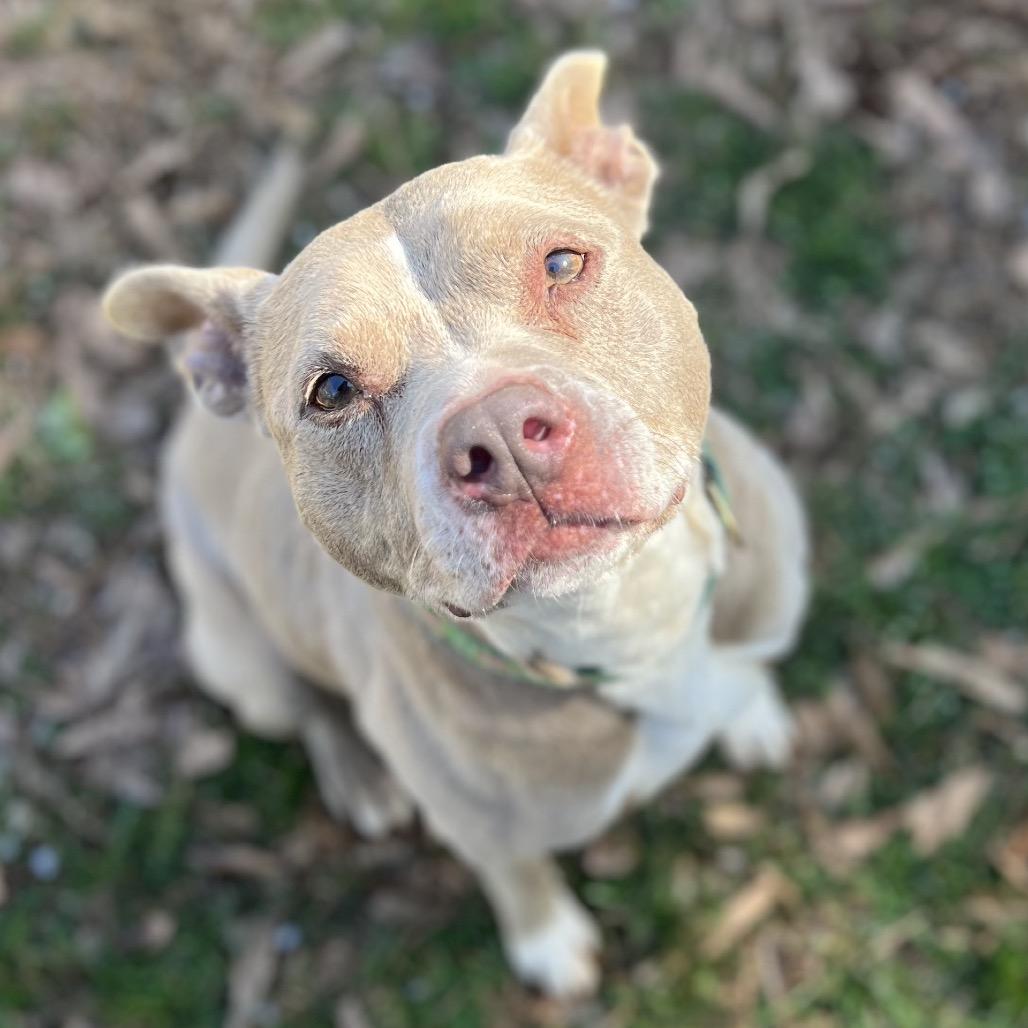 Enlarge Indy, a Adoptable Mixed Breed in Simpsonville, SC image 4/6