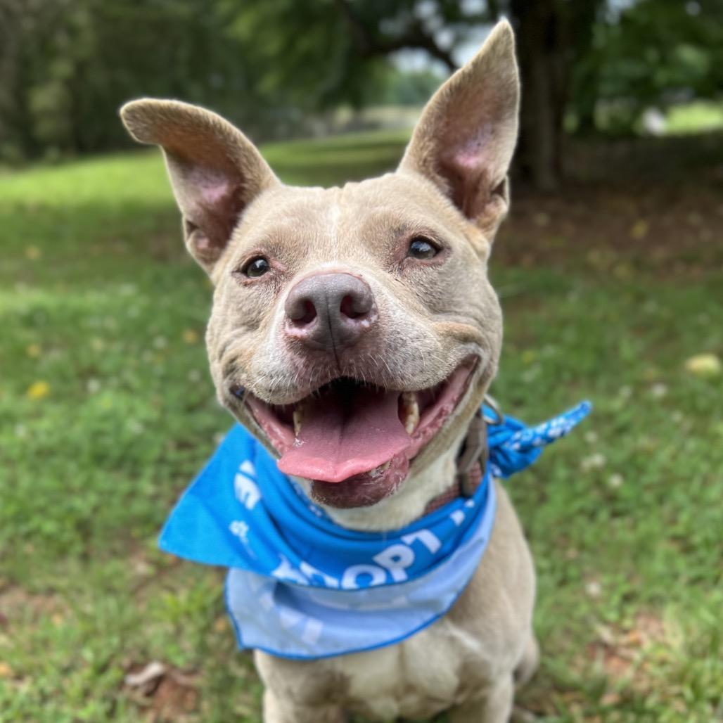 Indy, a Adoptable Mixed Breed in Simpsonville, SC image 3/3