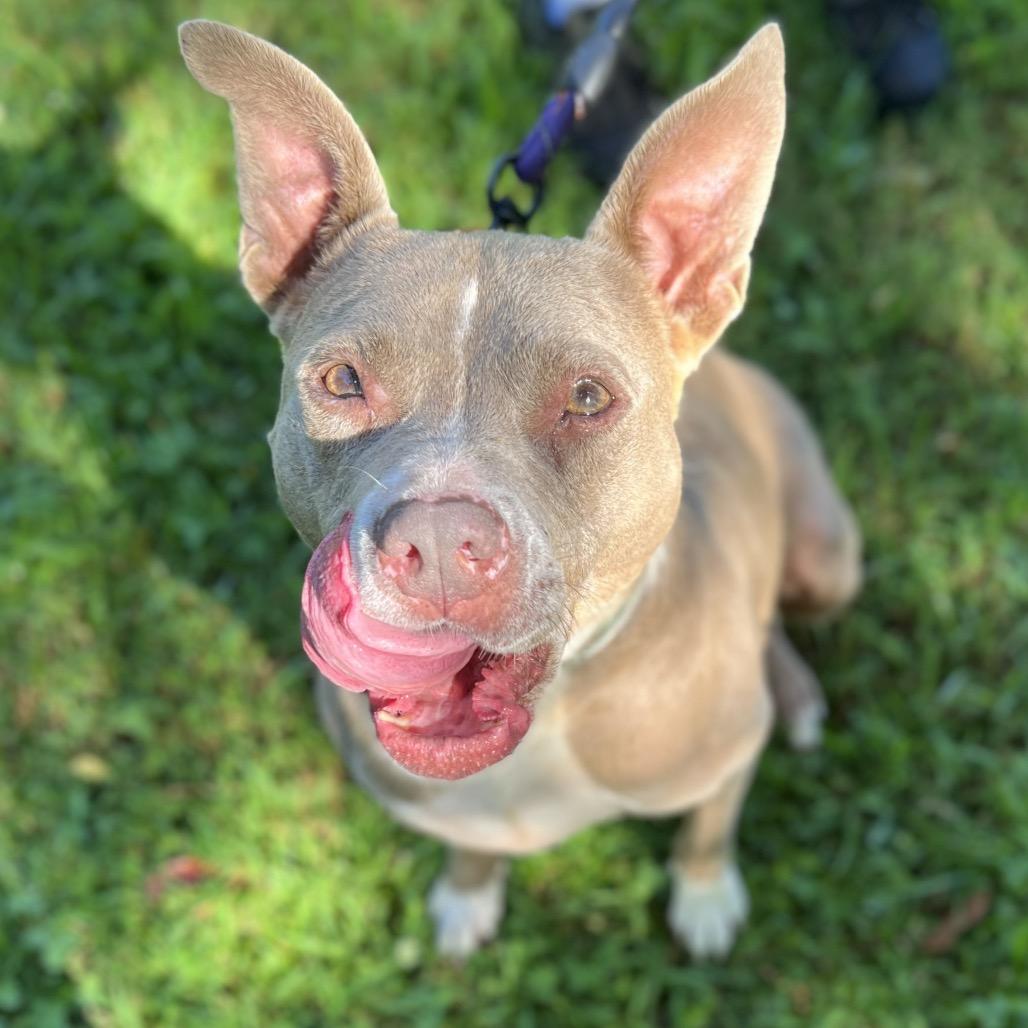 Indy, a Adoptable Mixed Breed in Simpsonville, SC image 4/6