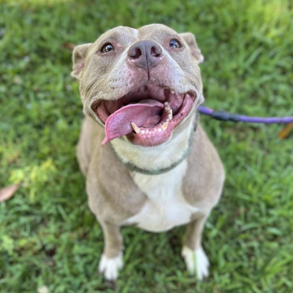 Indy, a Adoptable Mixed Breed in Simpsonville, SC image 5/6
