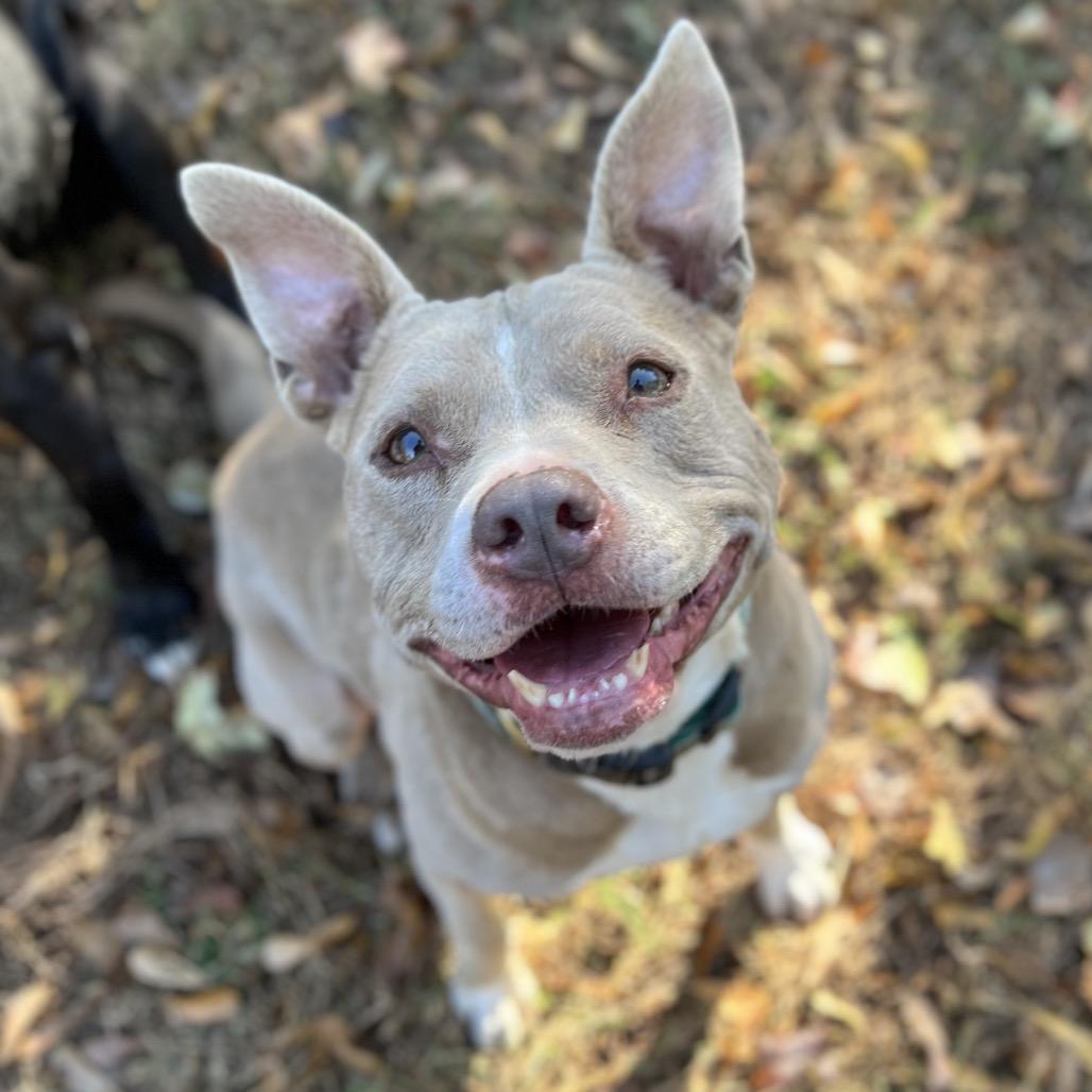 Indy, a Adoptable Mixed Breed in Simpsonville, SC image 6/6