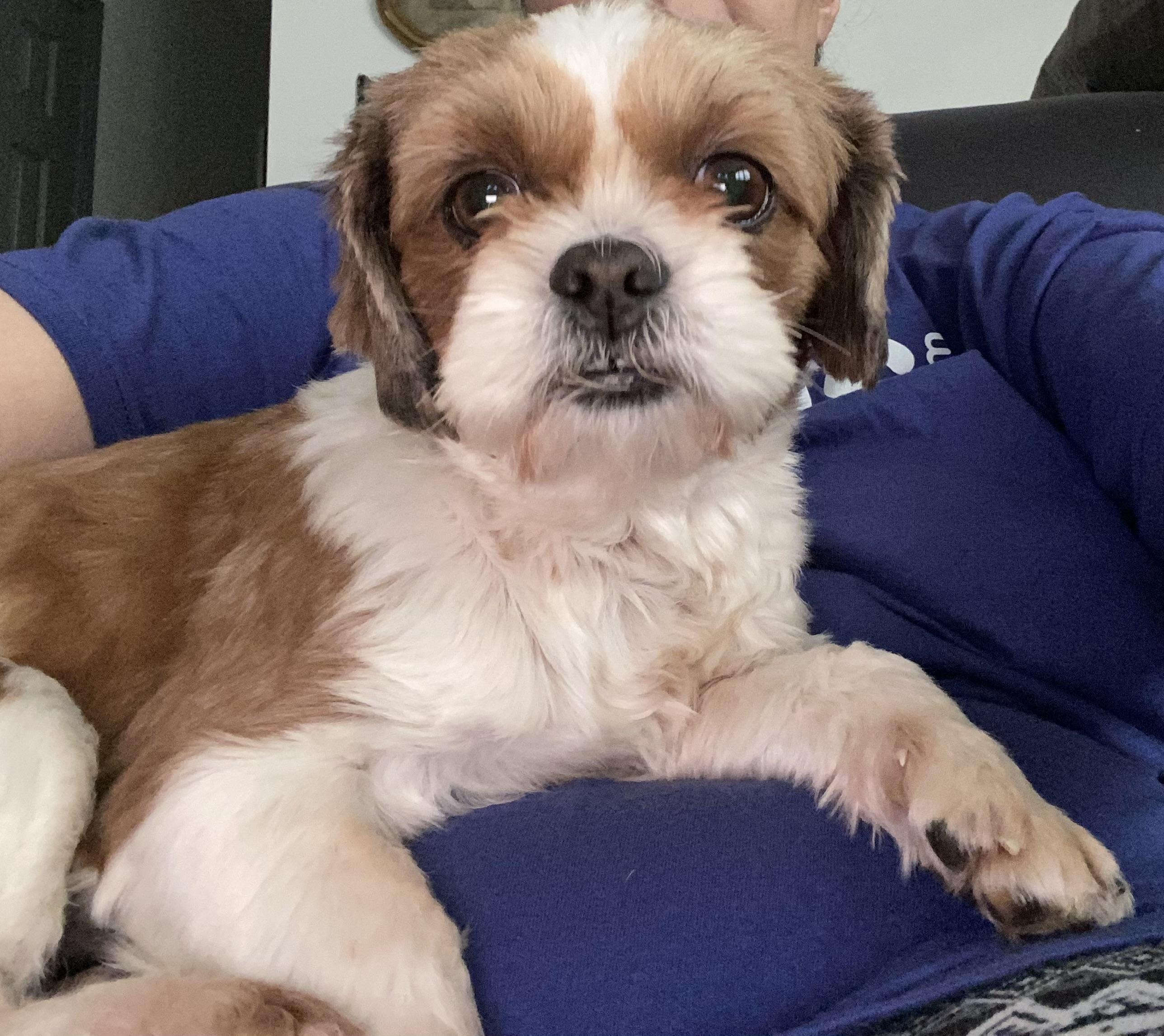 Ginger, ADOPTABLE, Adult Female Shih Tzu.