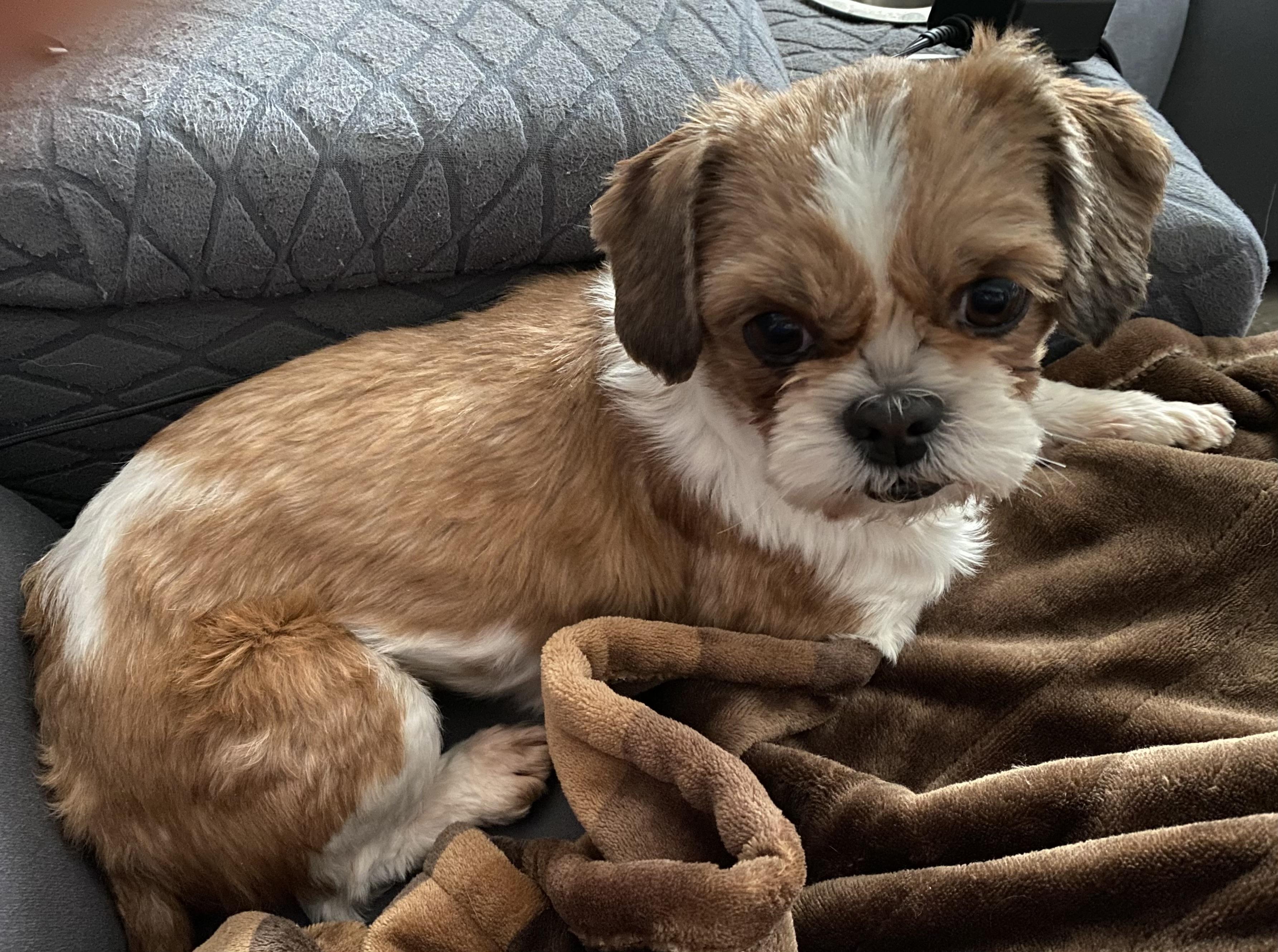 Enlarge Ginger, a ADOPTABLE Shih Tzu in Overland Park, KS image 2/3