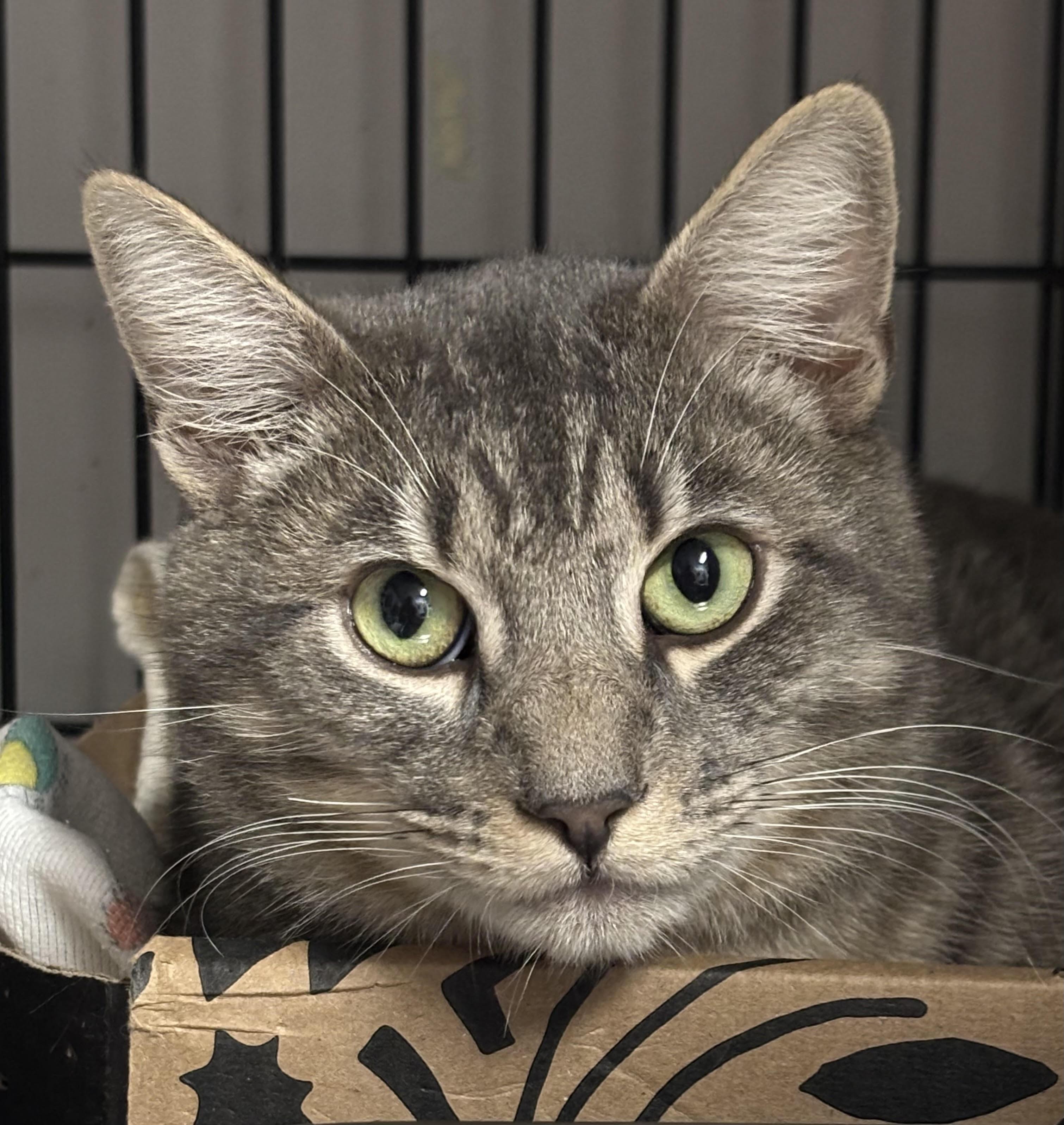 Enlarge Ryan, a ADOPTABLE Domestic Short Hair in Marblehead, MA image 1/1