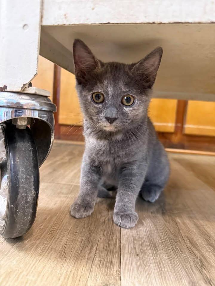 Gemma, Adopted, Young Female Domestic Short Hair.