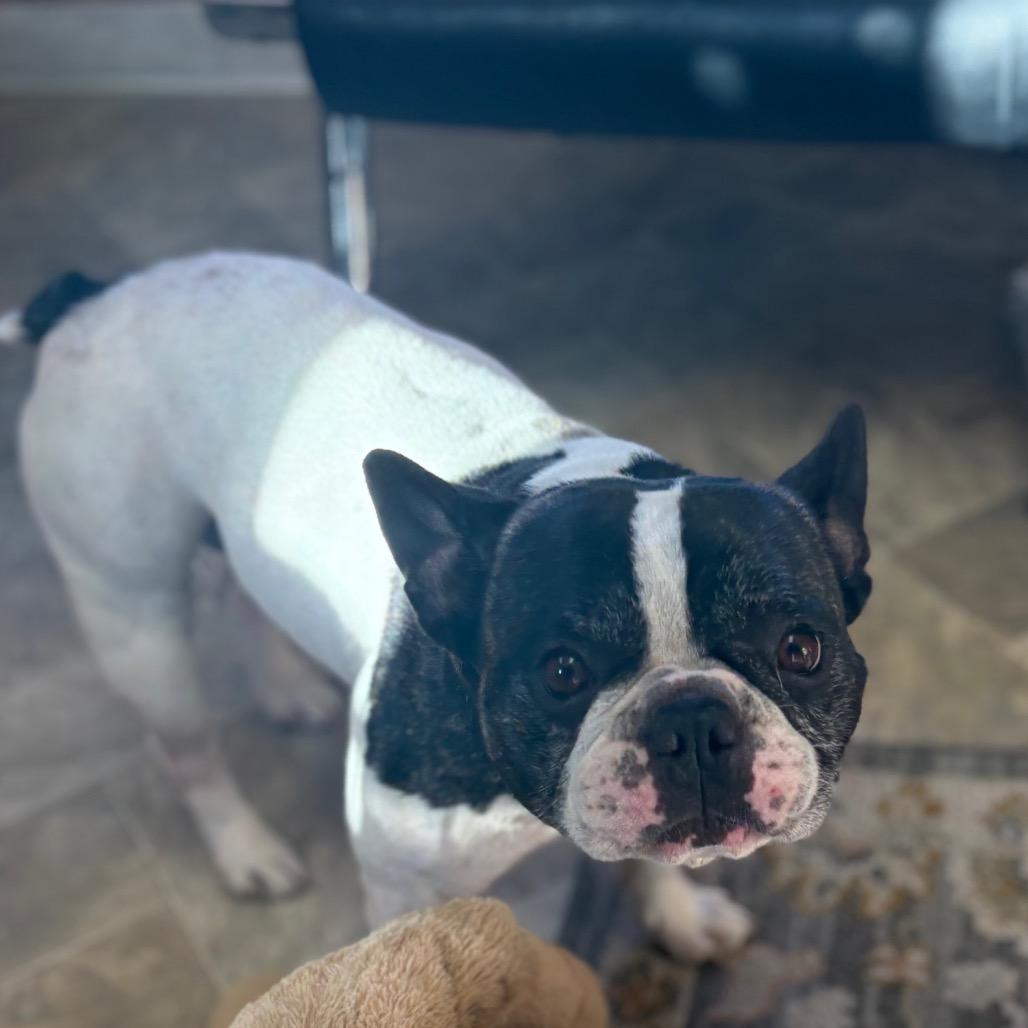 Jake/A1039483, Adoptable, Senior Male French Bulldog & Mixed Breed.