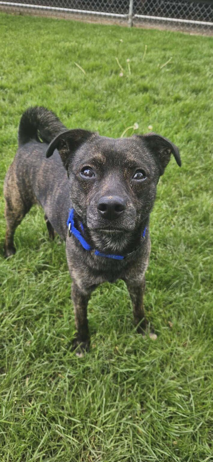 Marcus, ADOPTABLE, Adult Male Pug.