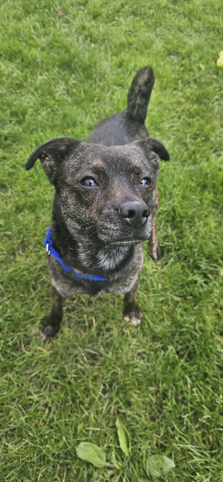 Enlarge Marcus, a ADOPTABLE mixed breed in New Castle, PA image 2/2