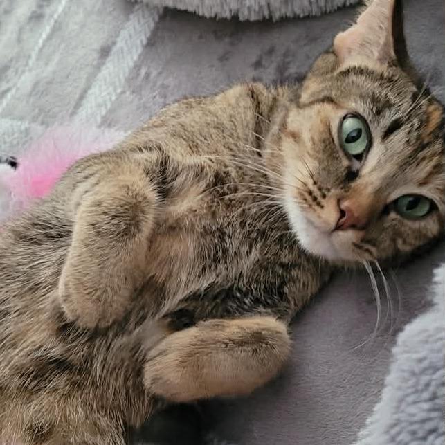 Michelle, Adoptable, Adult Female Domestic Short Hair.