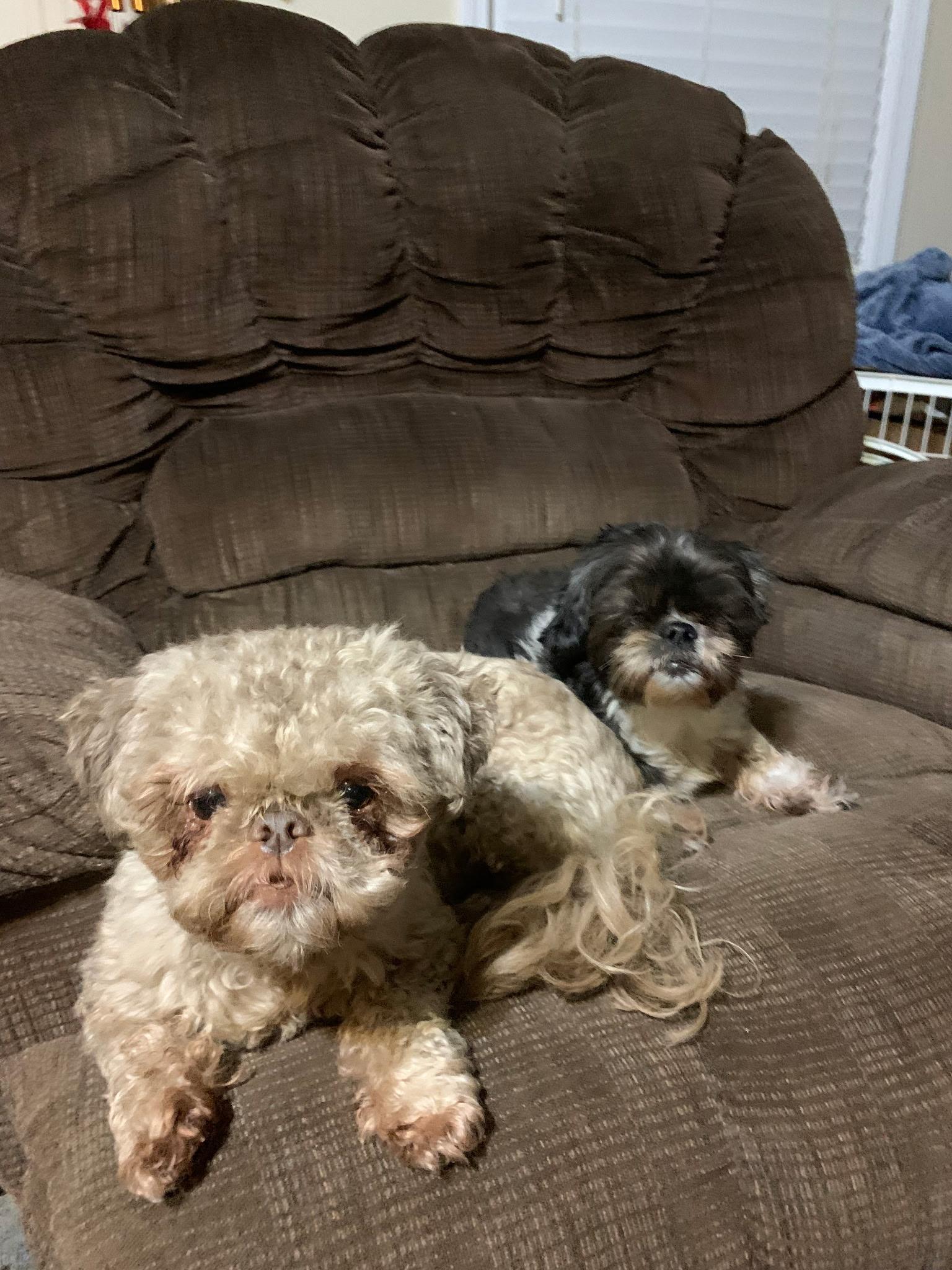 Snickerdoodle/Sadie, ADOPTABLE, Adult Male Yorkshire Terrier.