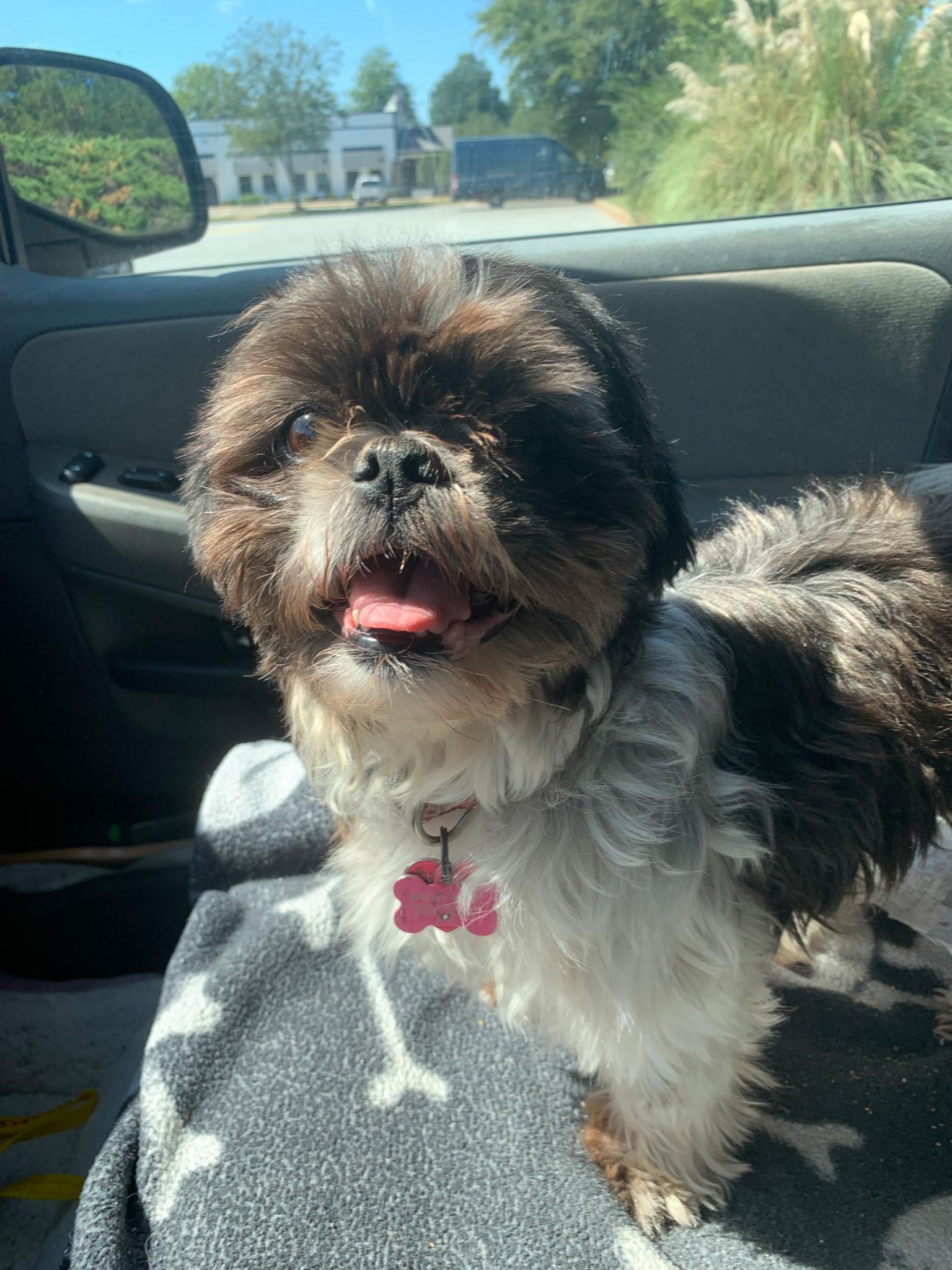 Enlarge Snickerdoodle/Sadie, a ADOPTABLE Yorkshire Terrier in Rome, GA image 2/3