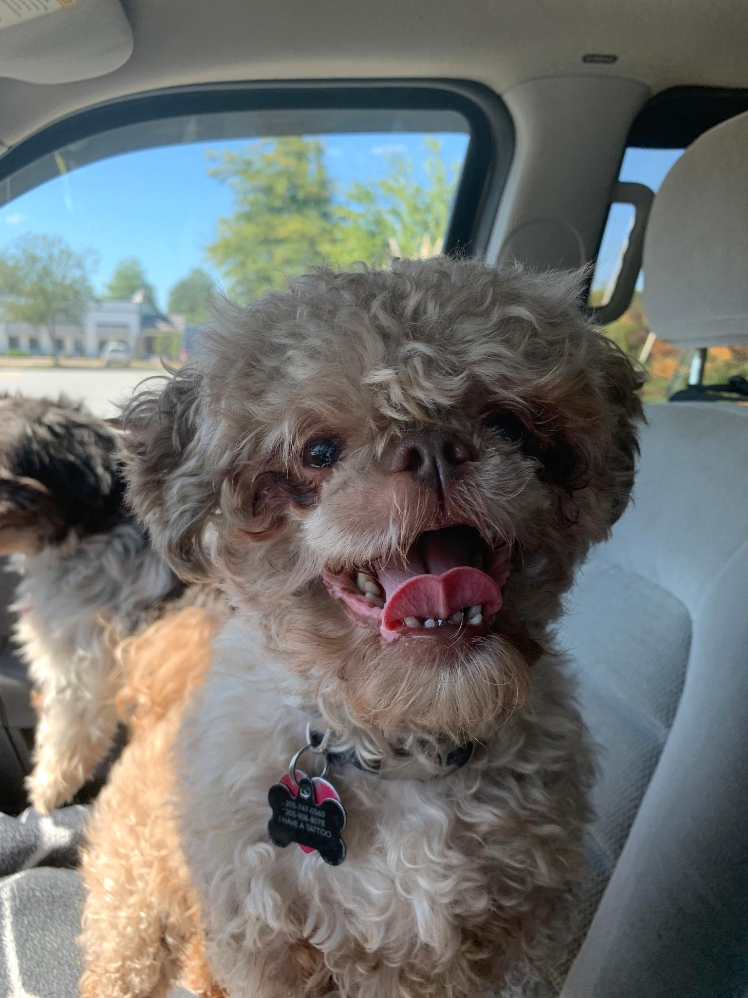 Enlarge Snickerdoodle/Sadie, a ADOPTABLE Yorkshire Terrier in Rome, GA image 3/3