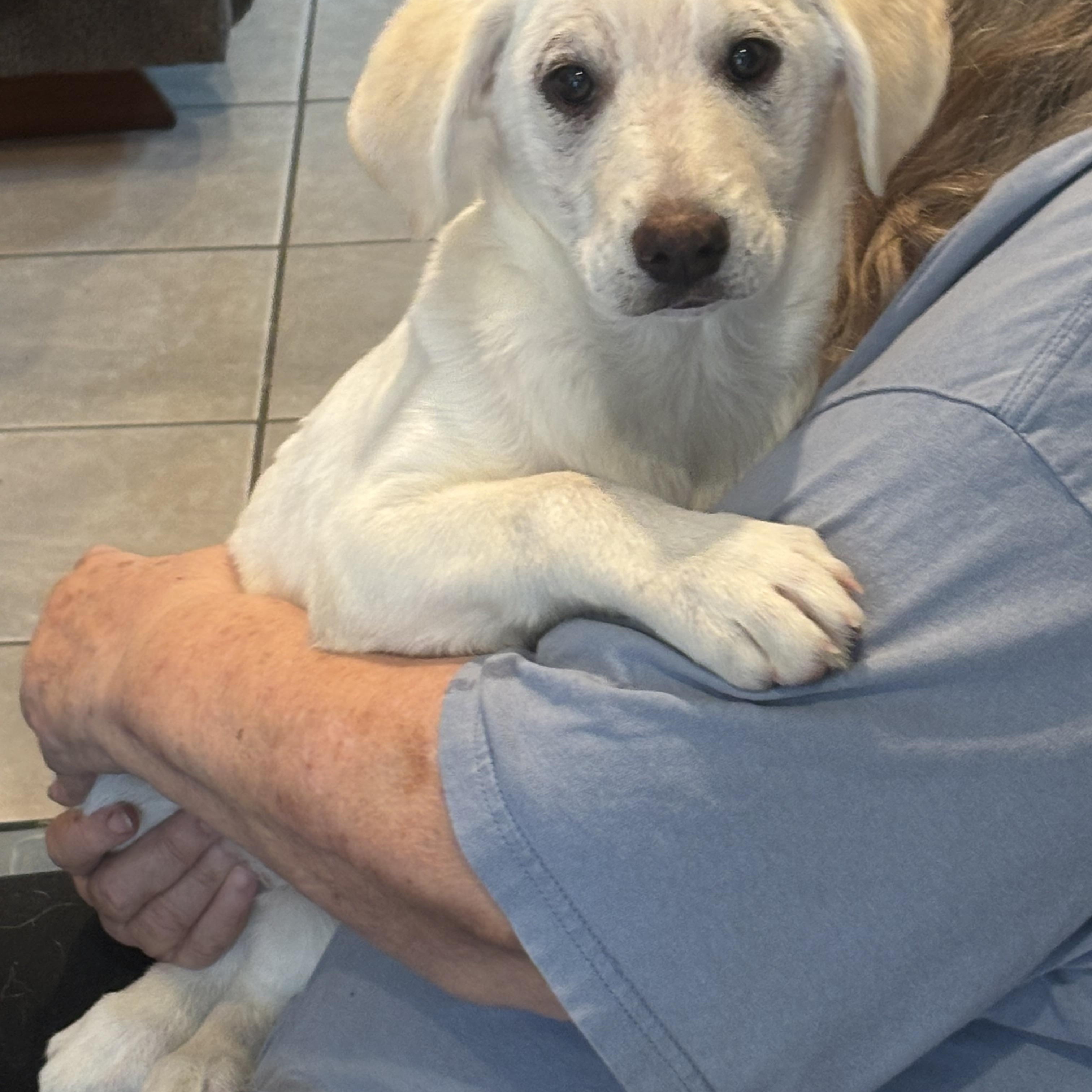 puppy 1, 2 and 3 (1 female)