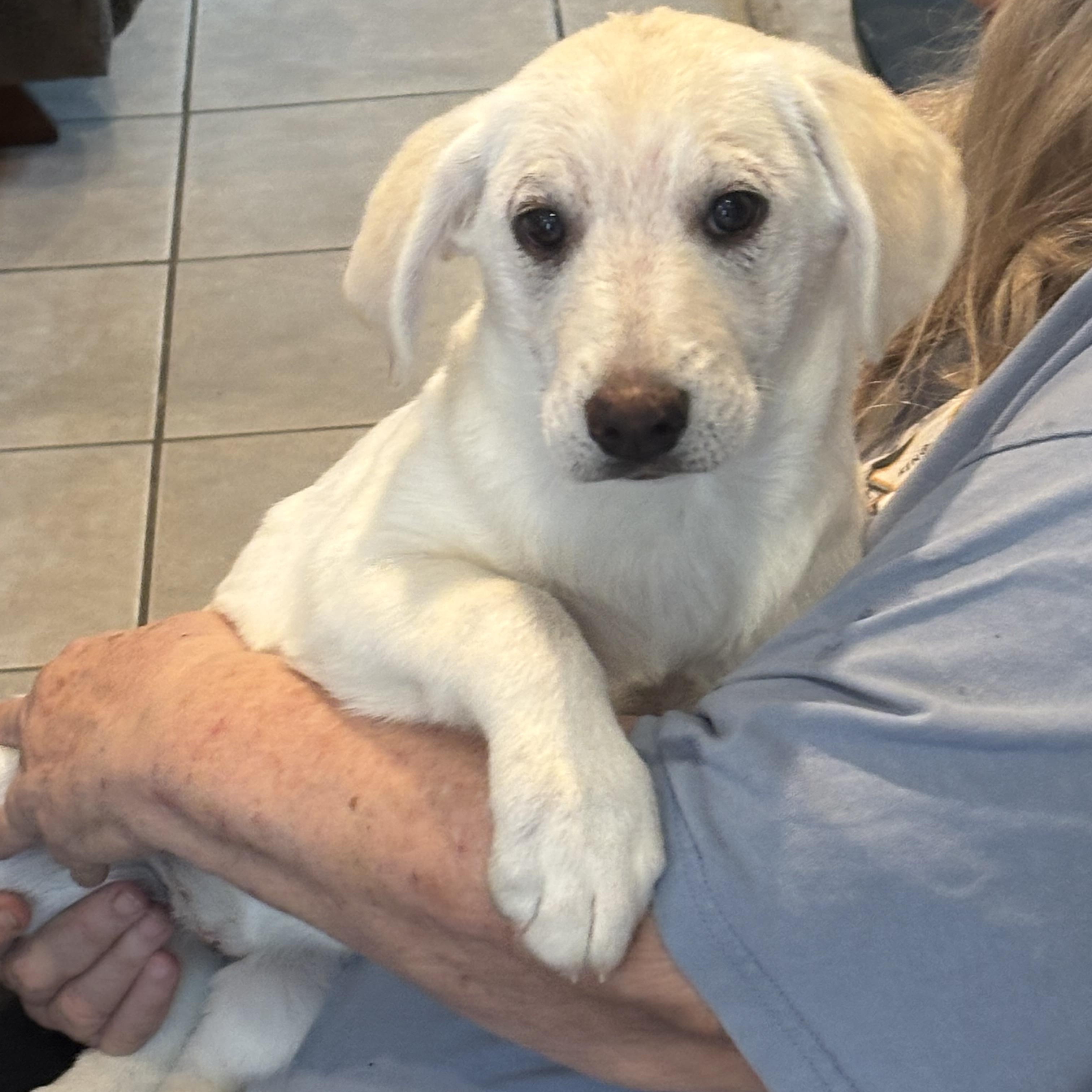 puppy 1, 2 and 3 (1 female)