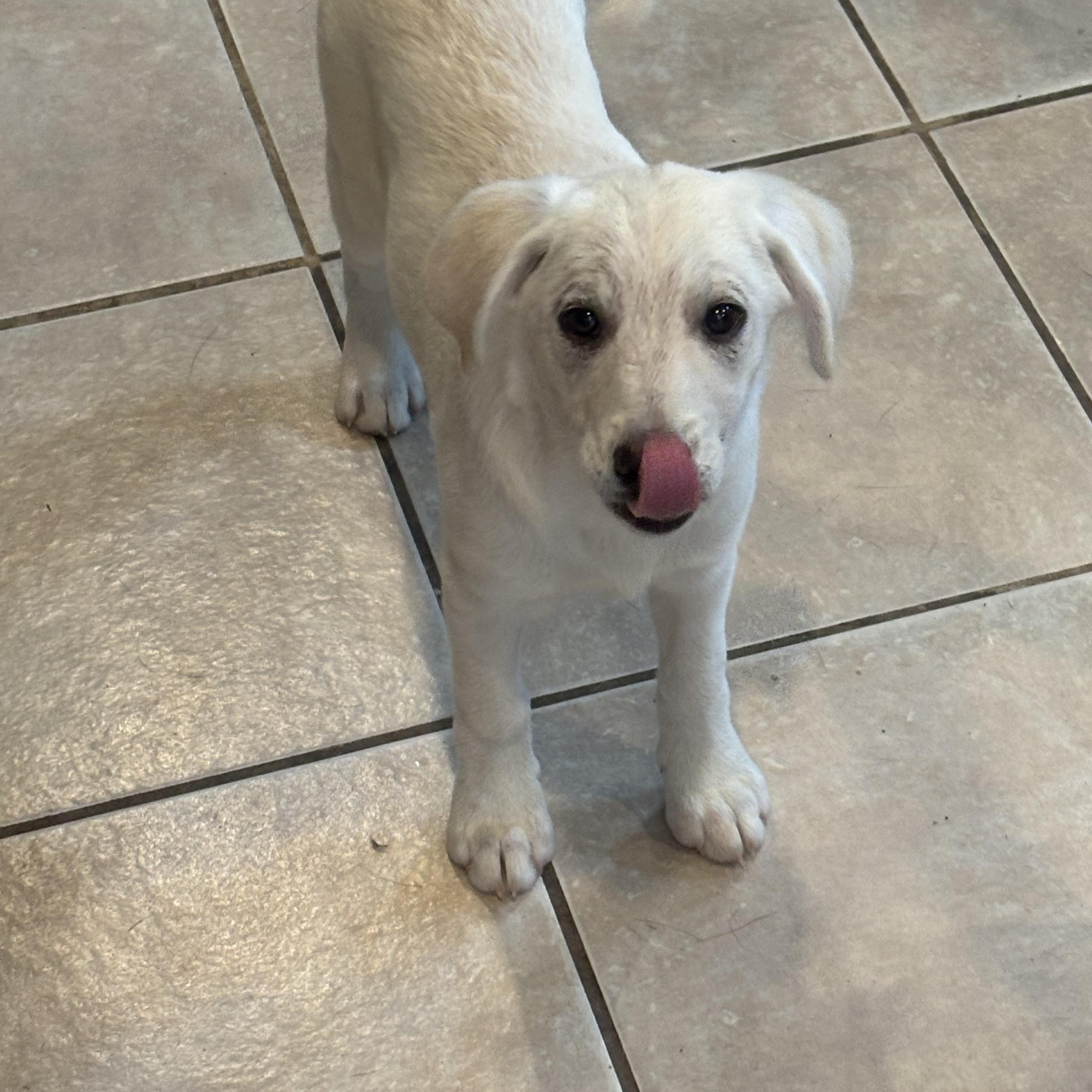 puppy 1, 2 and 3 (1 female)