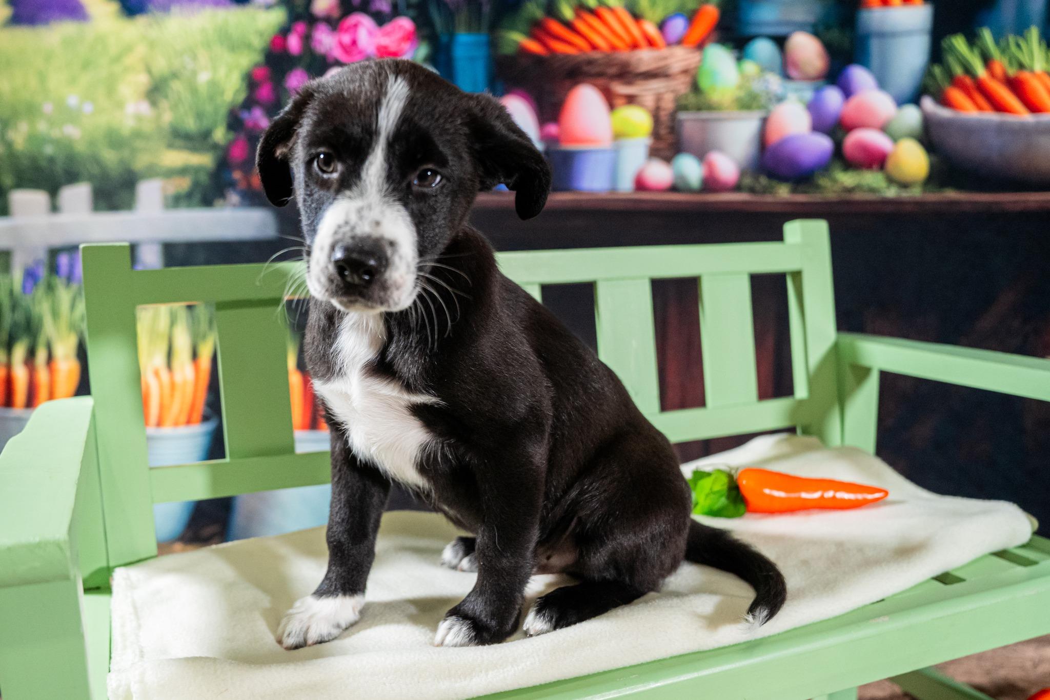 Enlarge Zuko, a ADOPTABLE mixed breed in Dellslow, WV image 3/4