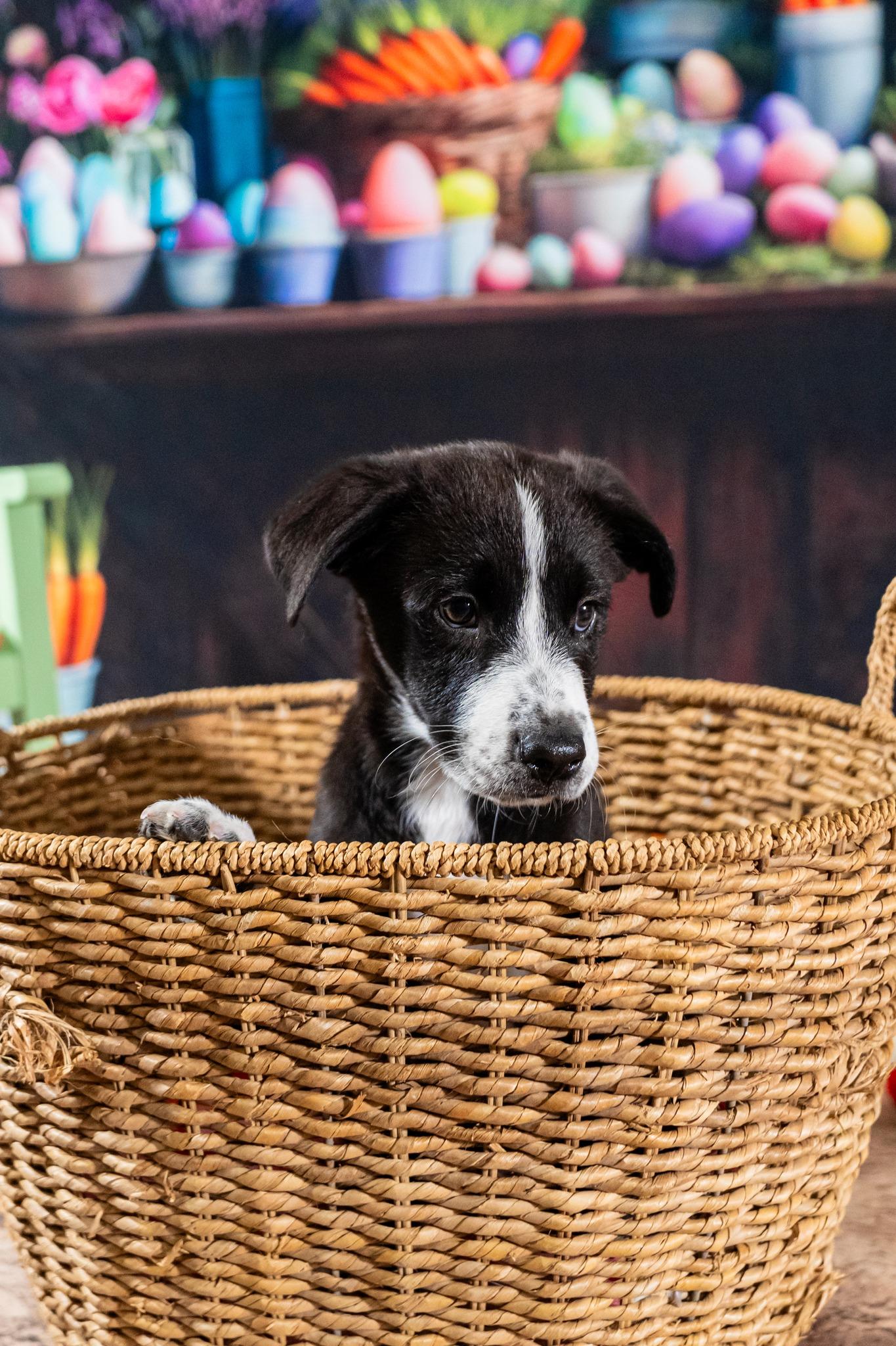 Enlarge Zuko, a ADOPTABLE mixed breed in Dellslow, WV image 1/4
