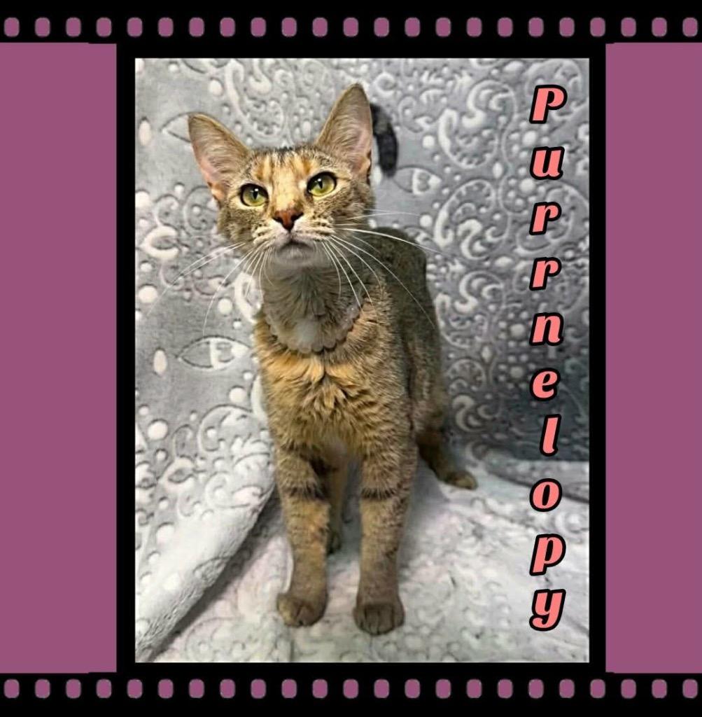 Purrnelopy, Adoptable, Young Female Domestic Short Hair.