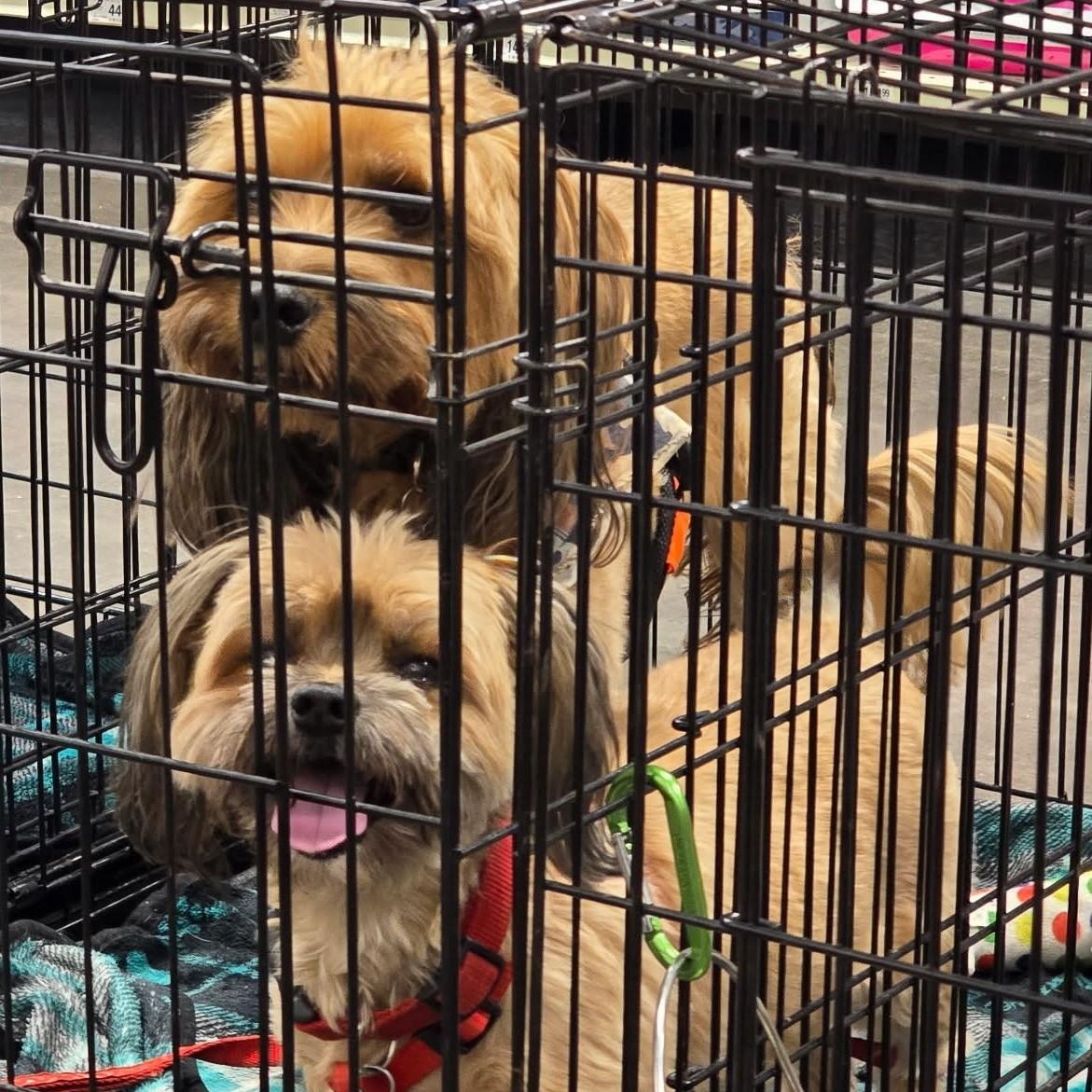 Enlarge CHEWY AND WINNIE , a ADOPTABLE mixed breed in Marana, AZ image 4/6