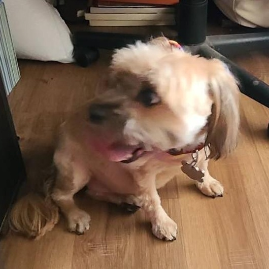 Enlarge CHEWY AND WINNIE , a ADOPTABLE mixed breed in Marana, AZ image 2/2